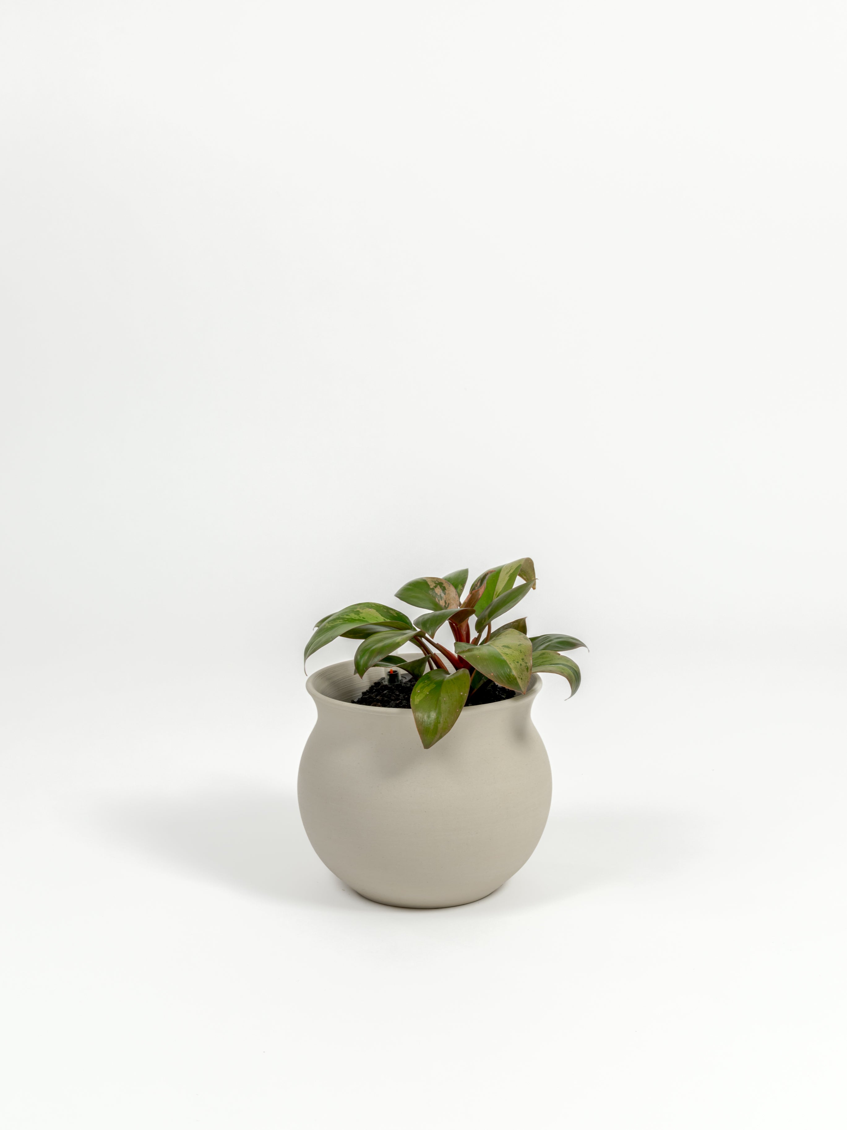 Philodendron hybrid 'Dwarf Red Congo' (small)
