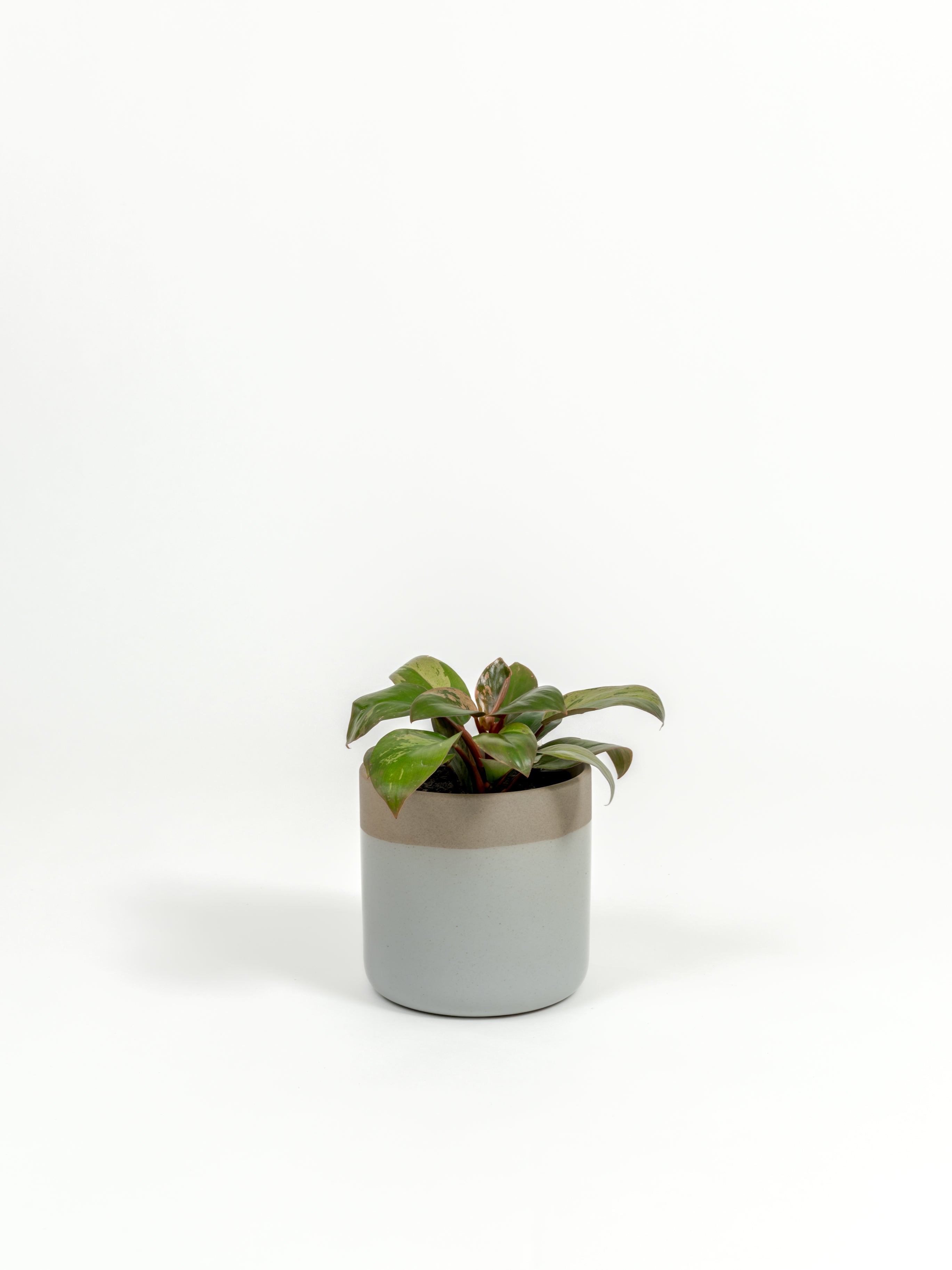 Philodendron hybrid 'Dwarf Red Congo' (small)