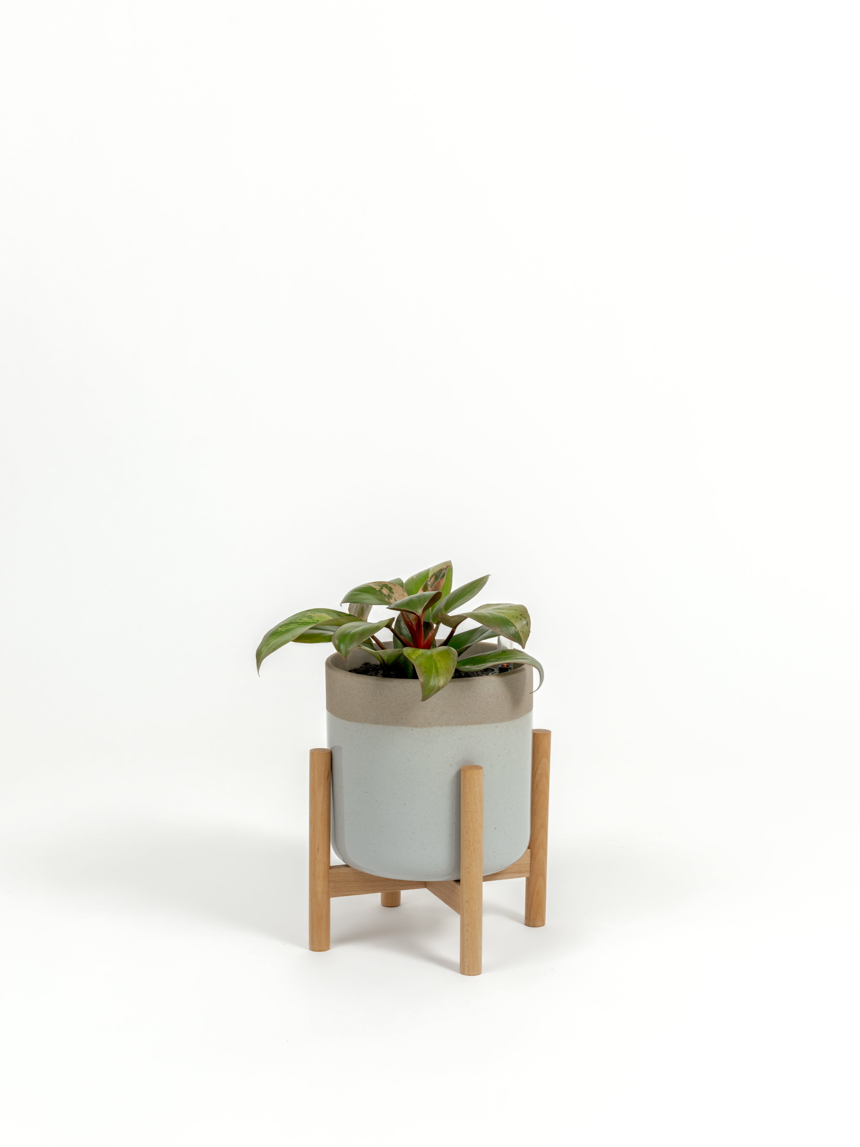Philodendron hybrid 'Dwarf Red Congo' (small)