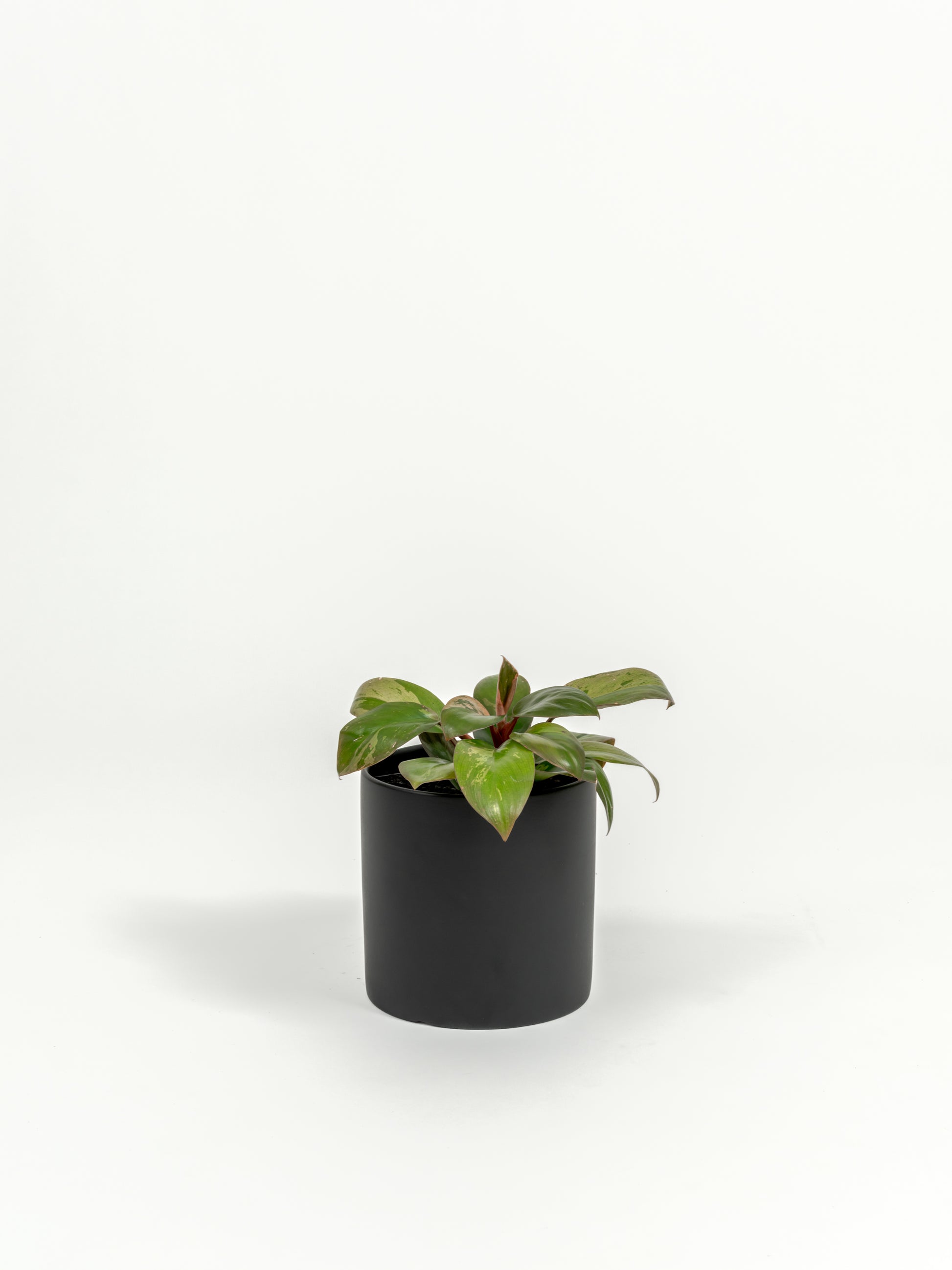 hybrid dwarf philodendrons Variegated Dwarf Red Congo