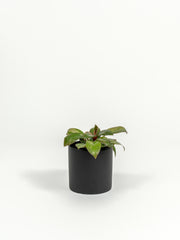 Rare Dwarf Red Congo Variegated - Philodendron hybrid 'Dwarf Red Congo' - in a medium black PLANTWELL premium self-watering ceramic pot - Pacific planter