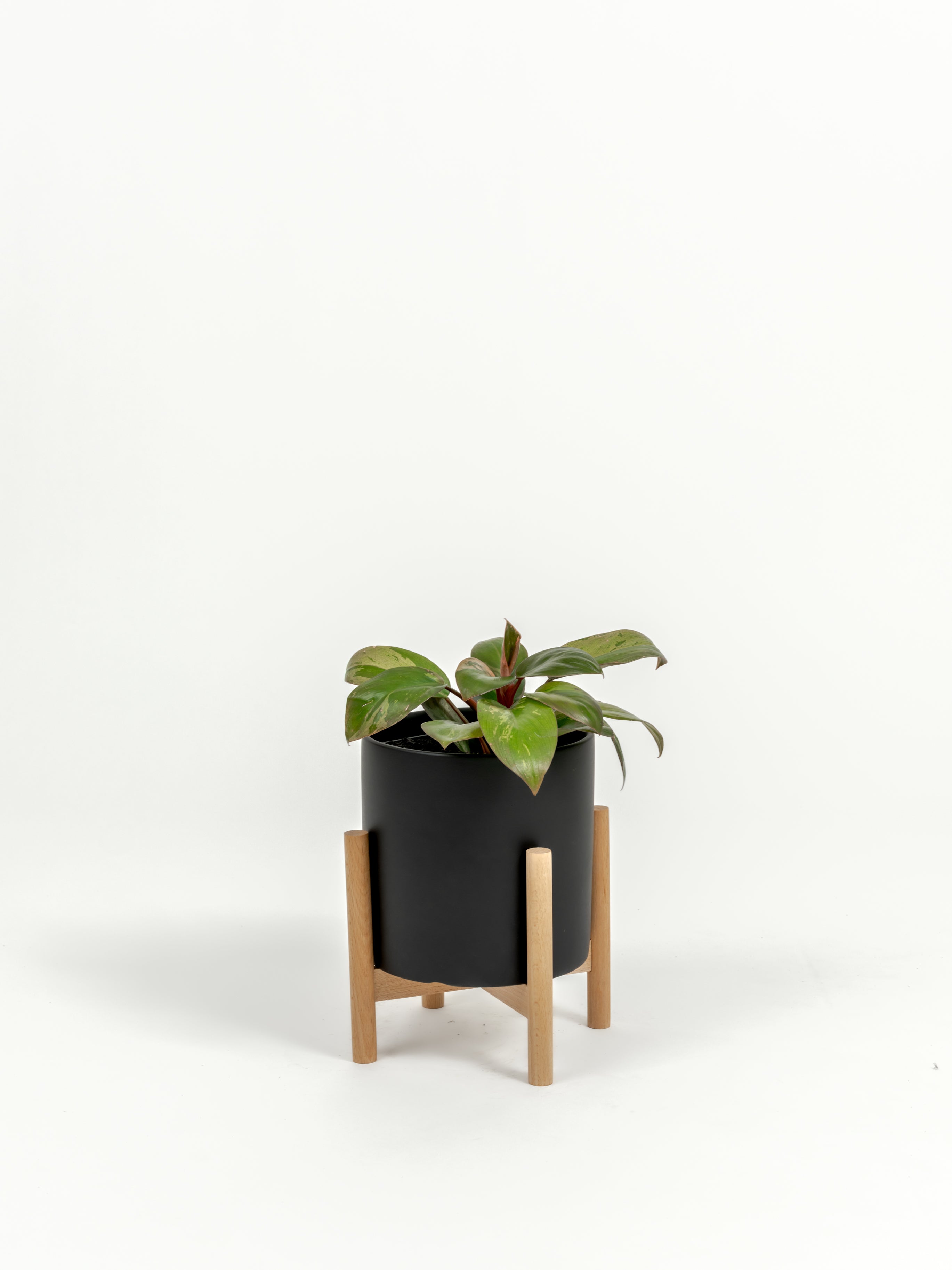Philodendron hybrid 'Dwarf Red Congo' (small)