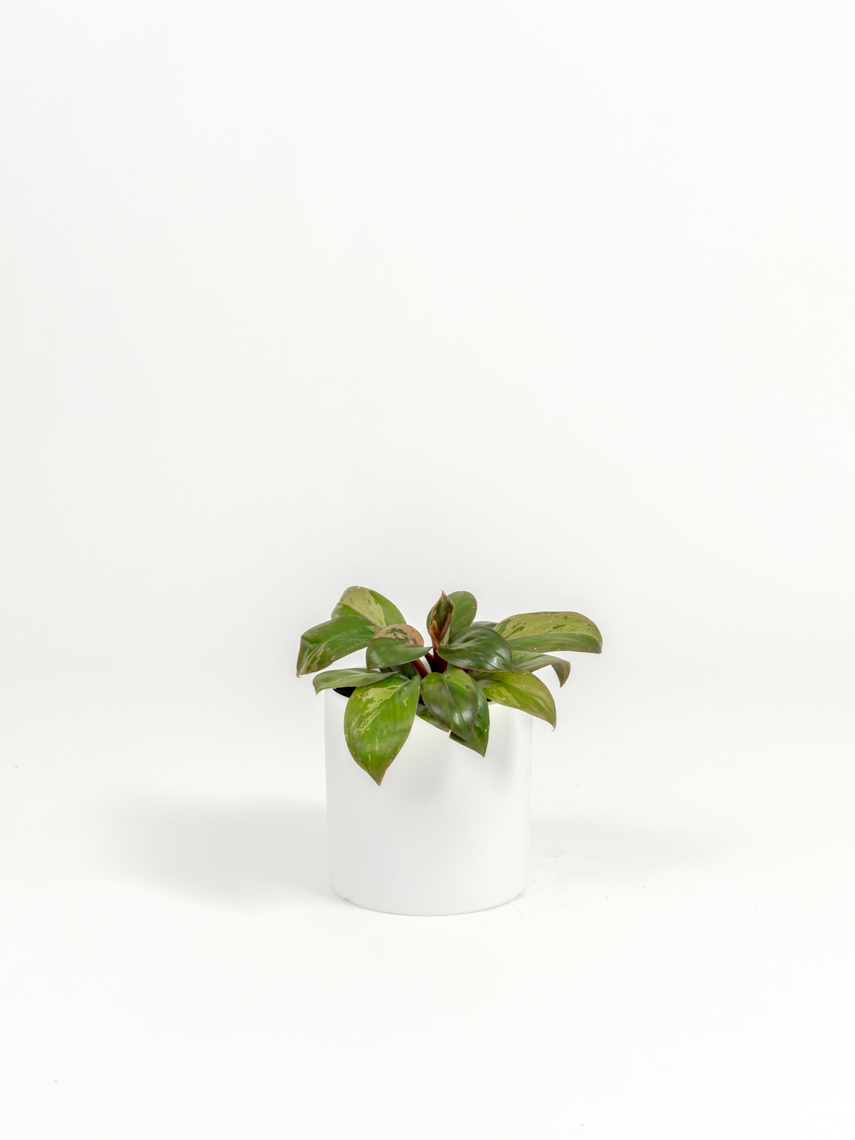 Philodendron hybrid 'Dwarf Red Congo' (small)
