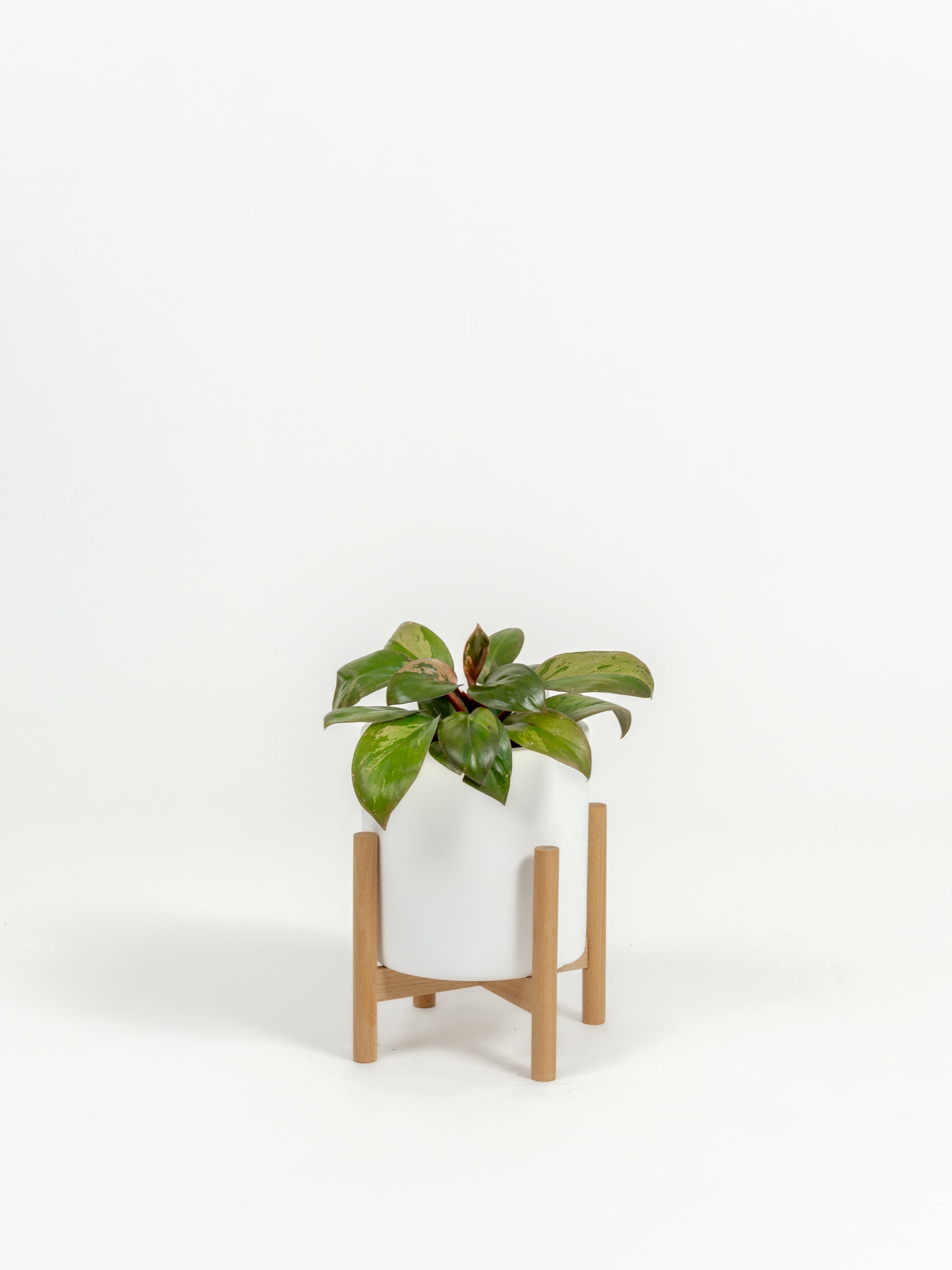 philodendron dwarf hybrid Variegated Dwarf Red Congo