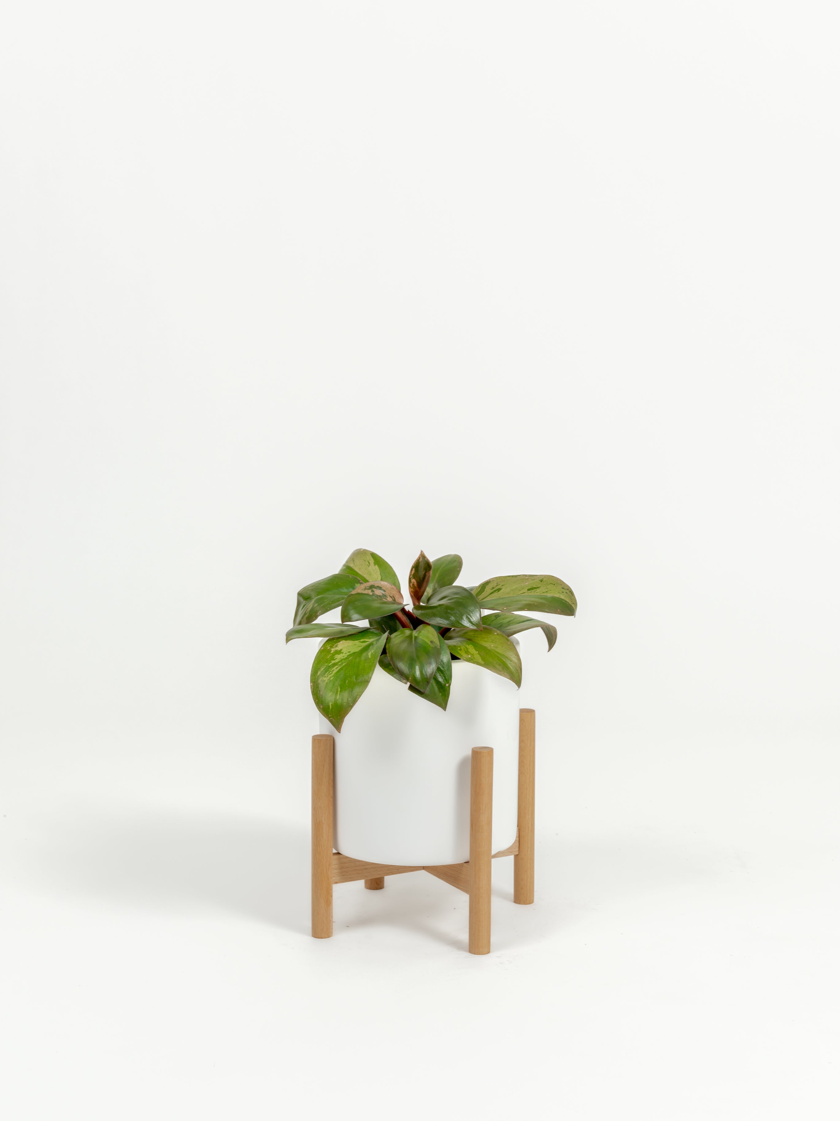 Philodendron hybrid 'Dwarf Red Congo' (small)
