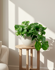 Epipremnum aureum 'Golden'