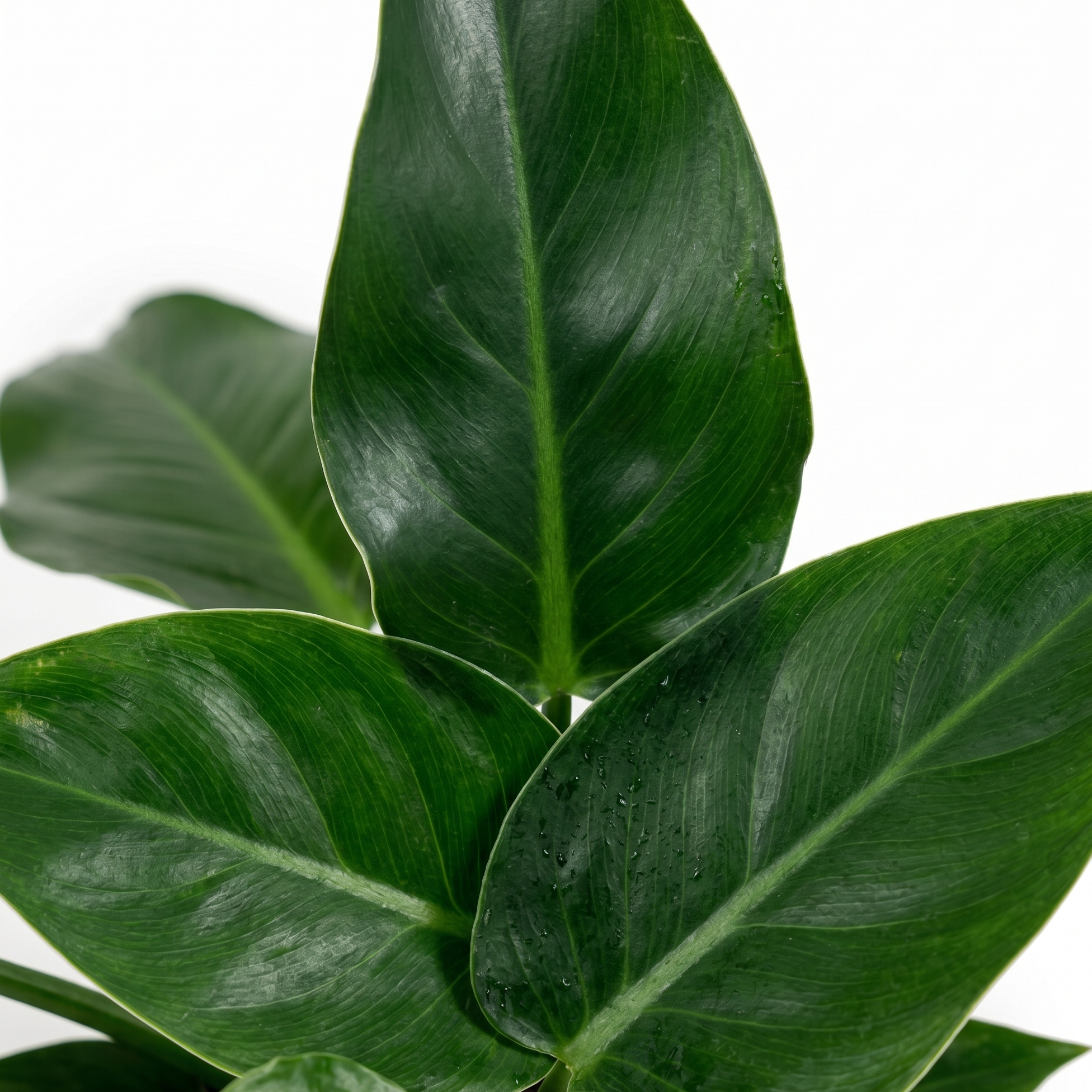 Green Congo
