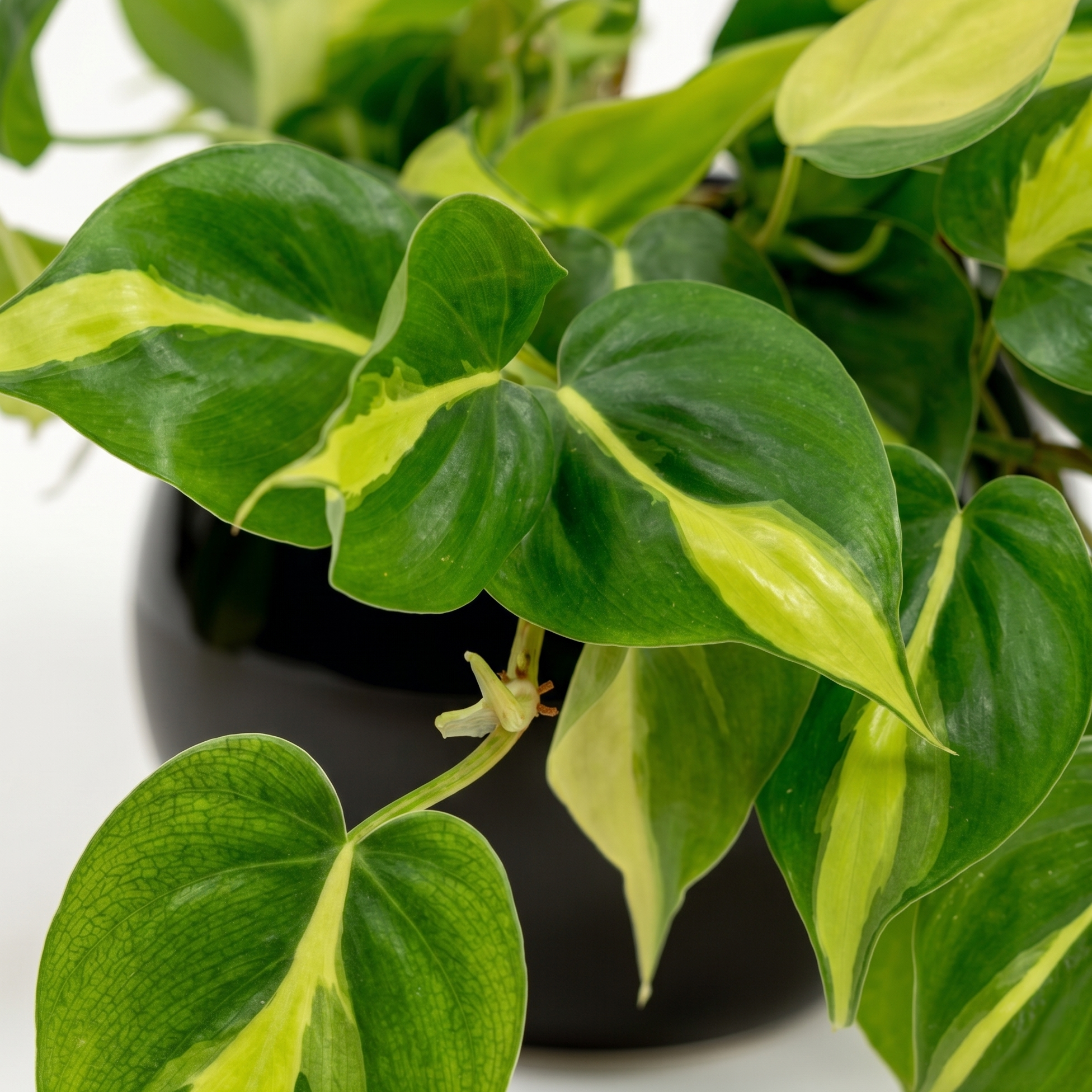 Brazil Heartleaf Philodendron