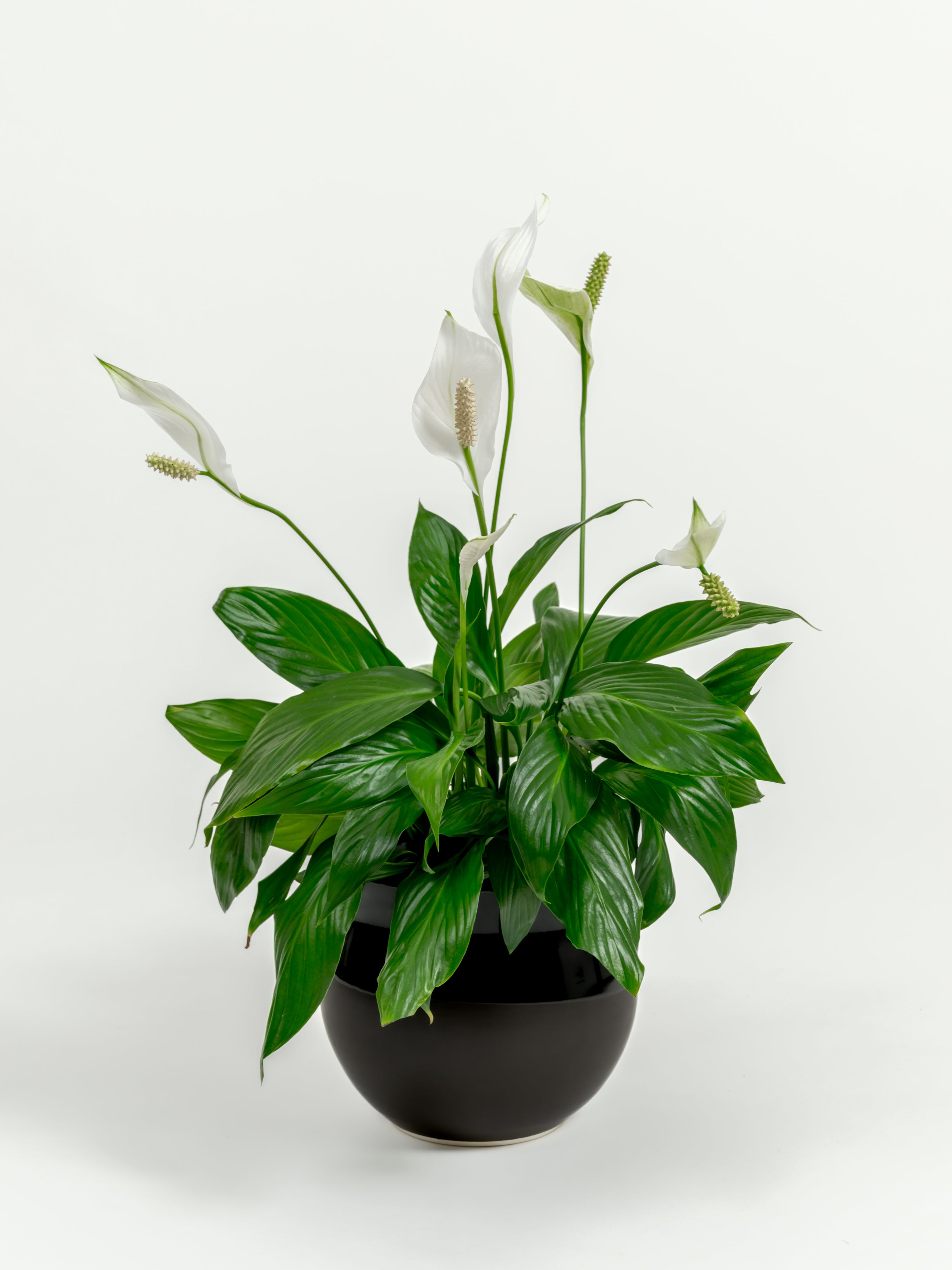 Peace Lily medium size with white spathes in premium self-watering indoor planter