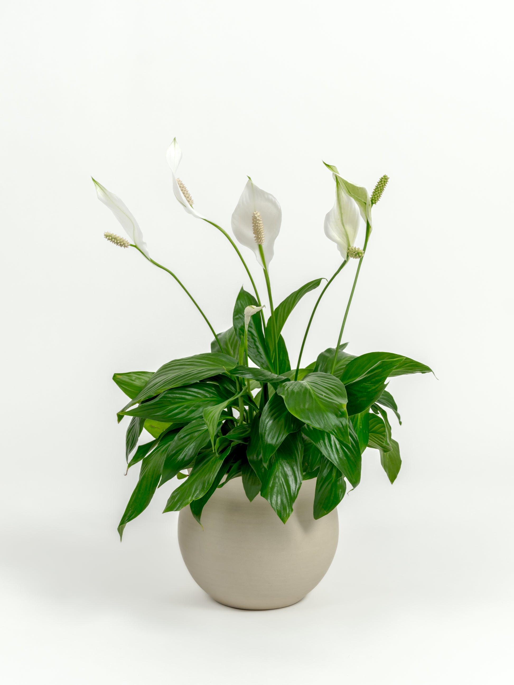 Medium Peace Lily displayed indoors in sleek self-watering pot with lush leaves