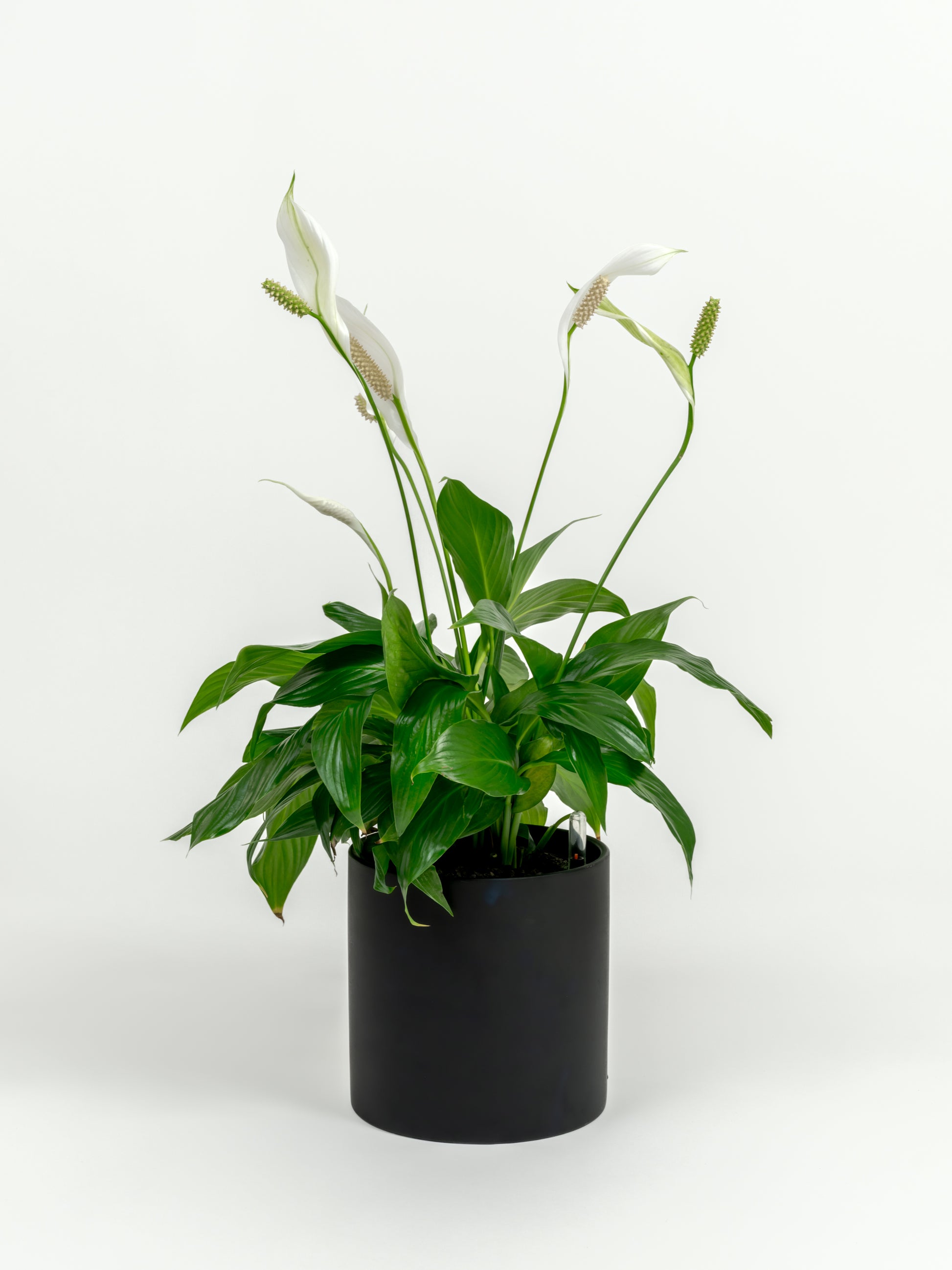 Medium Peace Lily flowering indoors in modern self-watering pot