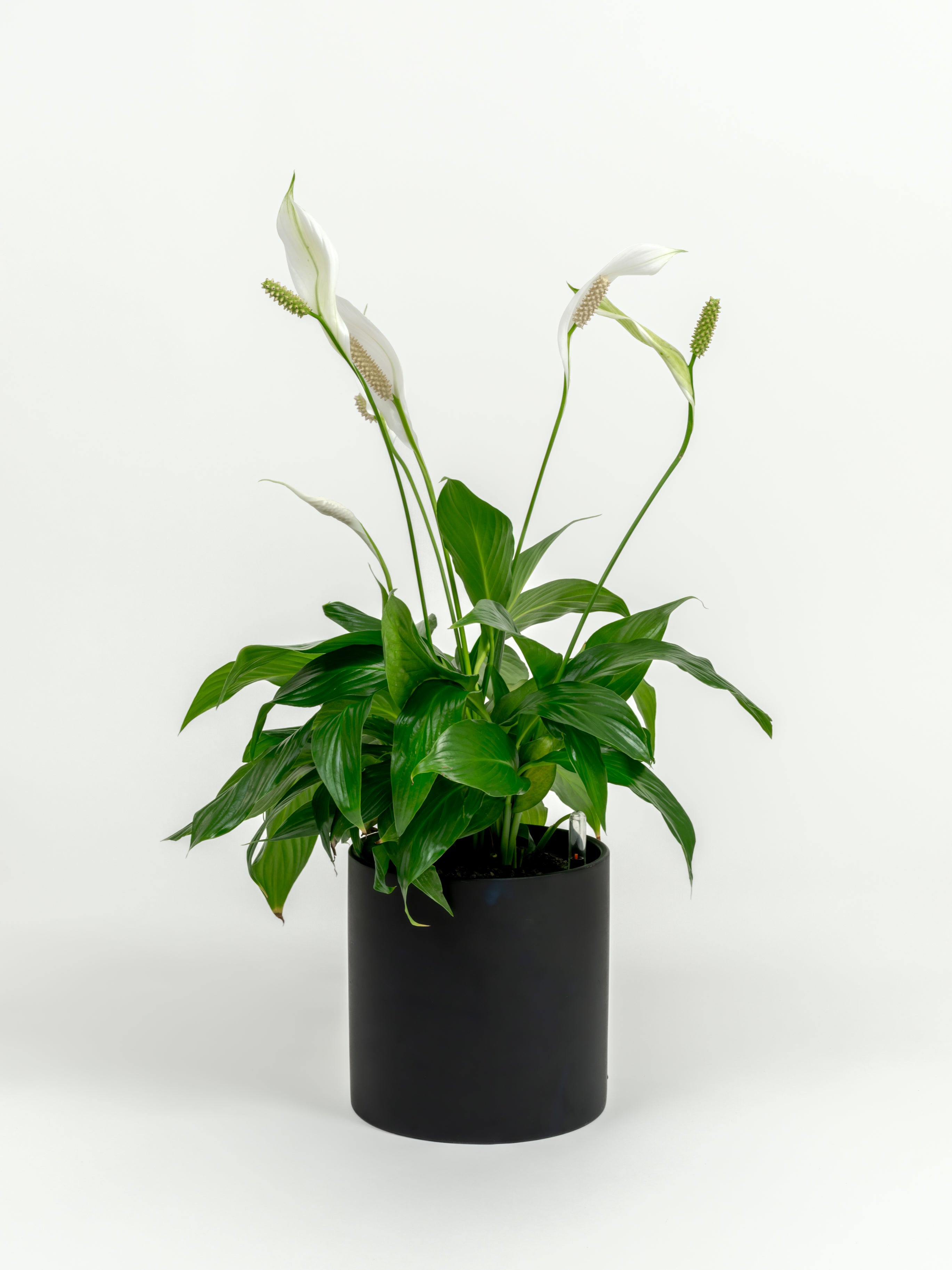 Medium Peace Lily flowering indoors in modern self-watering pot