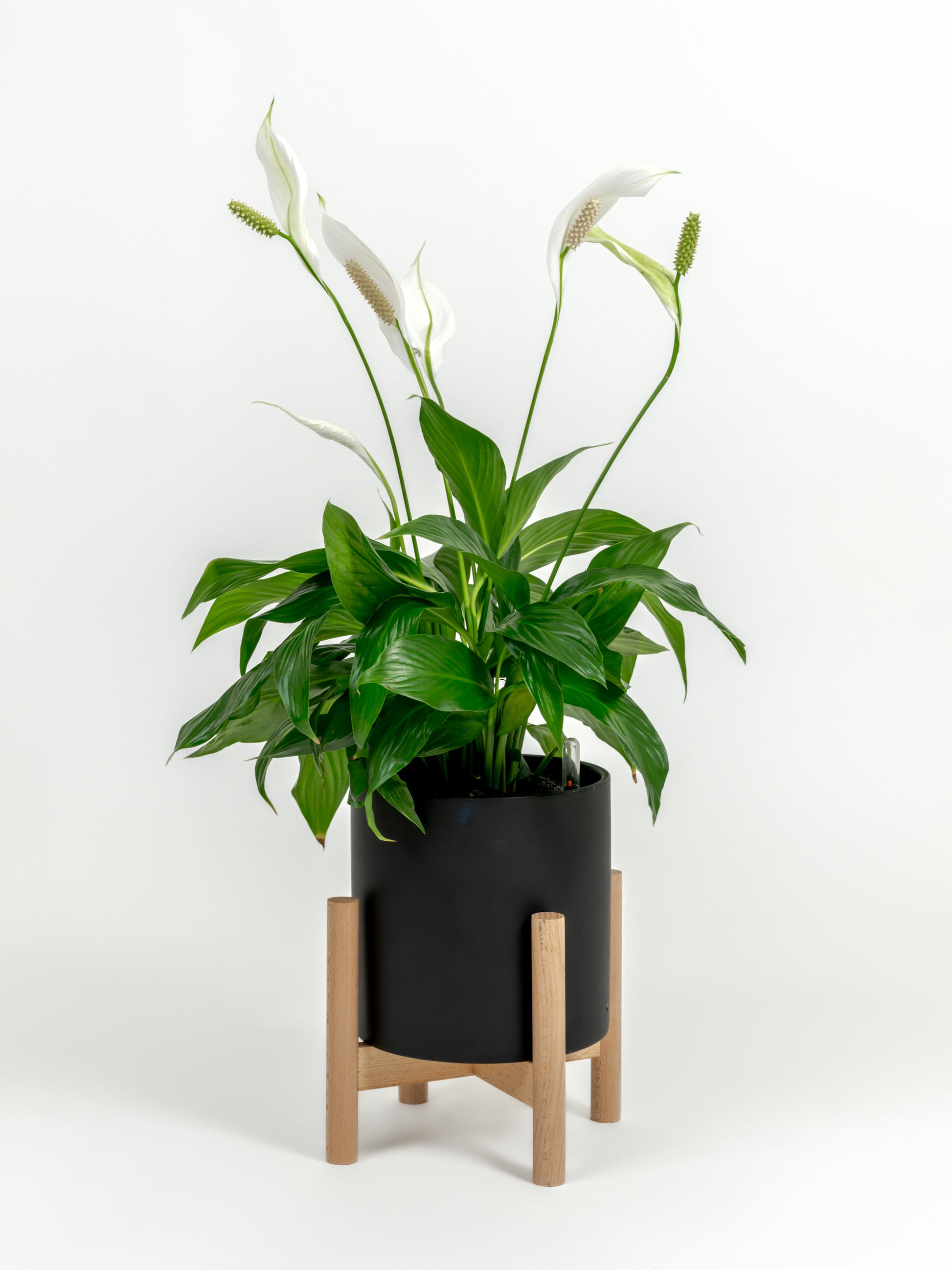 Spathiphyllum wallisii medium plant with elegant white flowers in self-watering planter