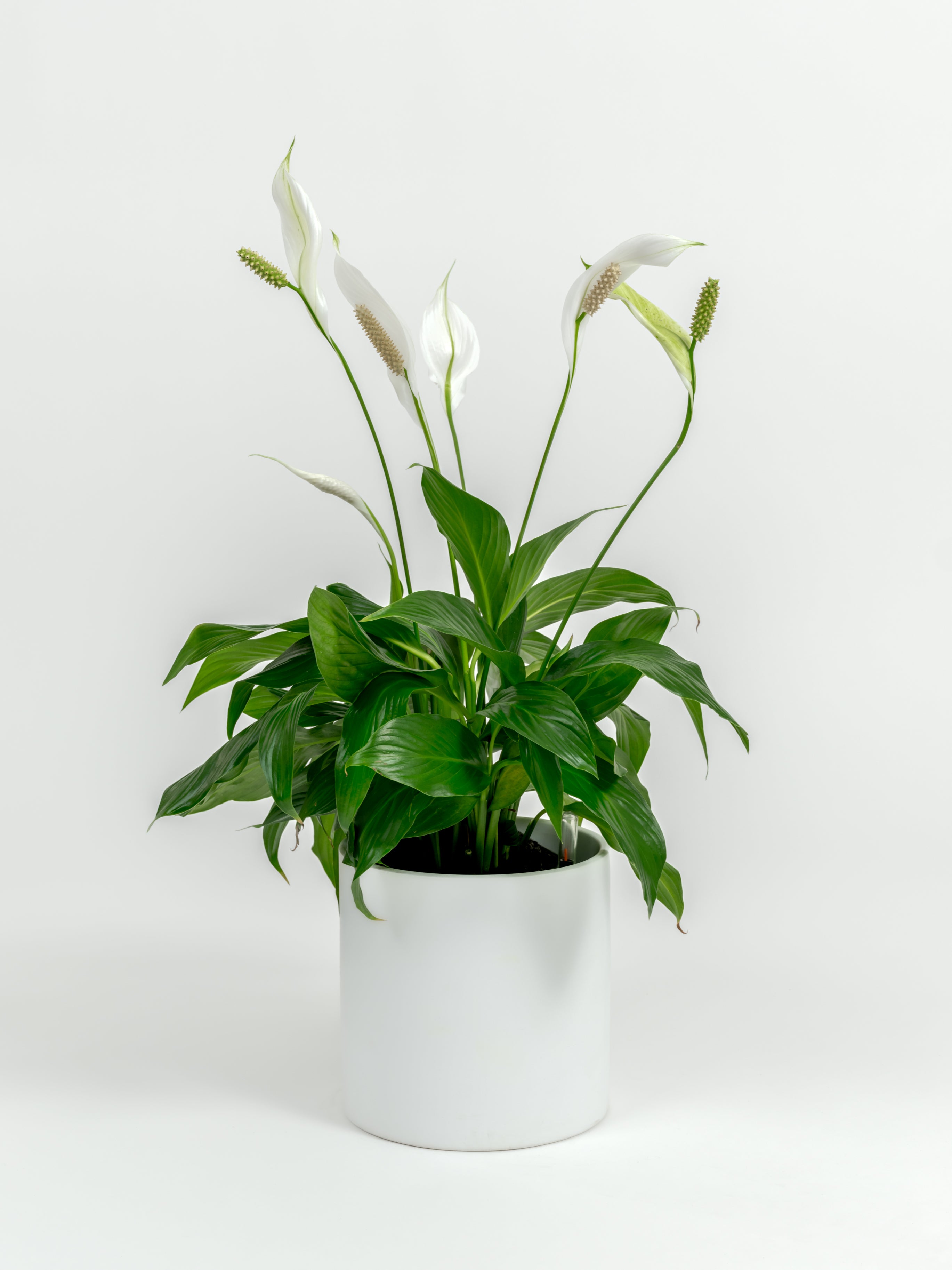 Medium Spathiphyllum wallisii Peace Lily with white blooms in a self-watering pot