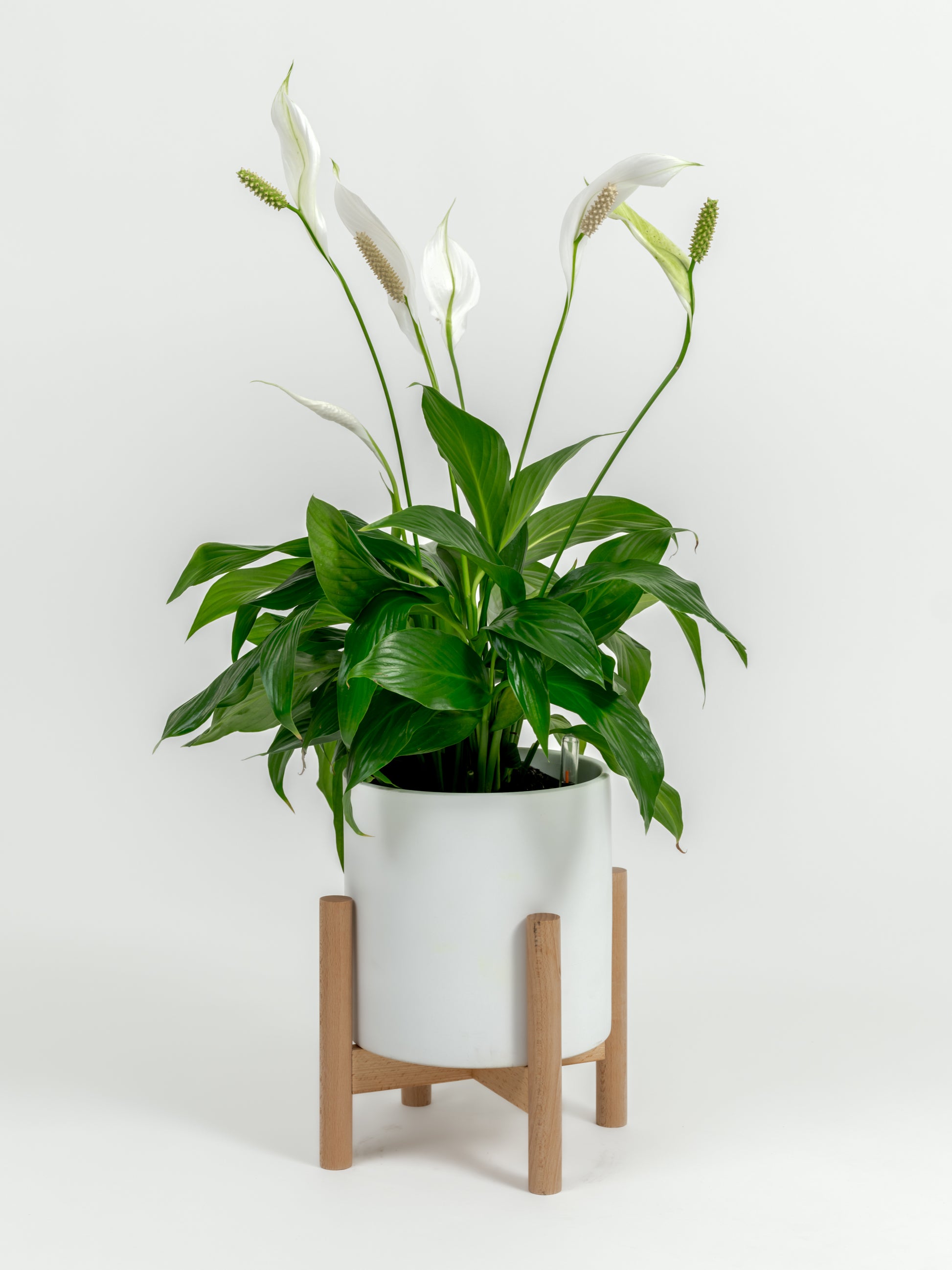 Established Peace Lily plant with glossy foliage in decorative self-watering planter
