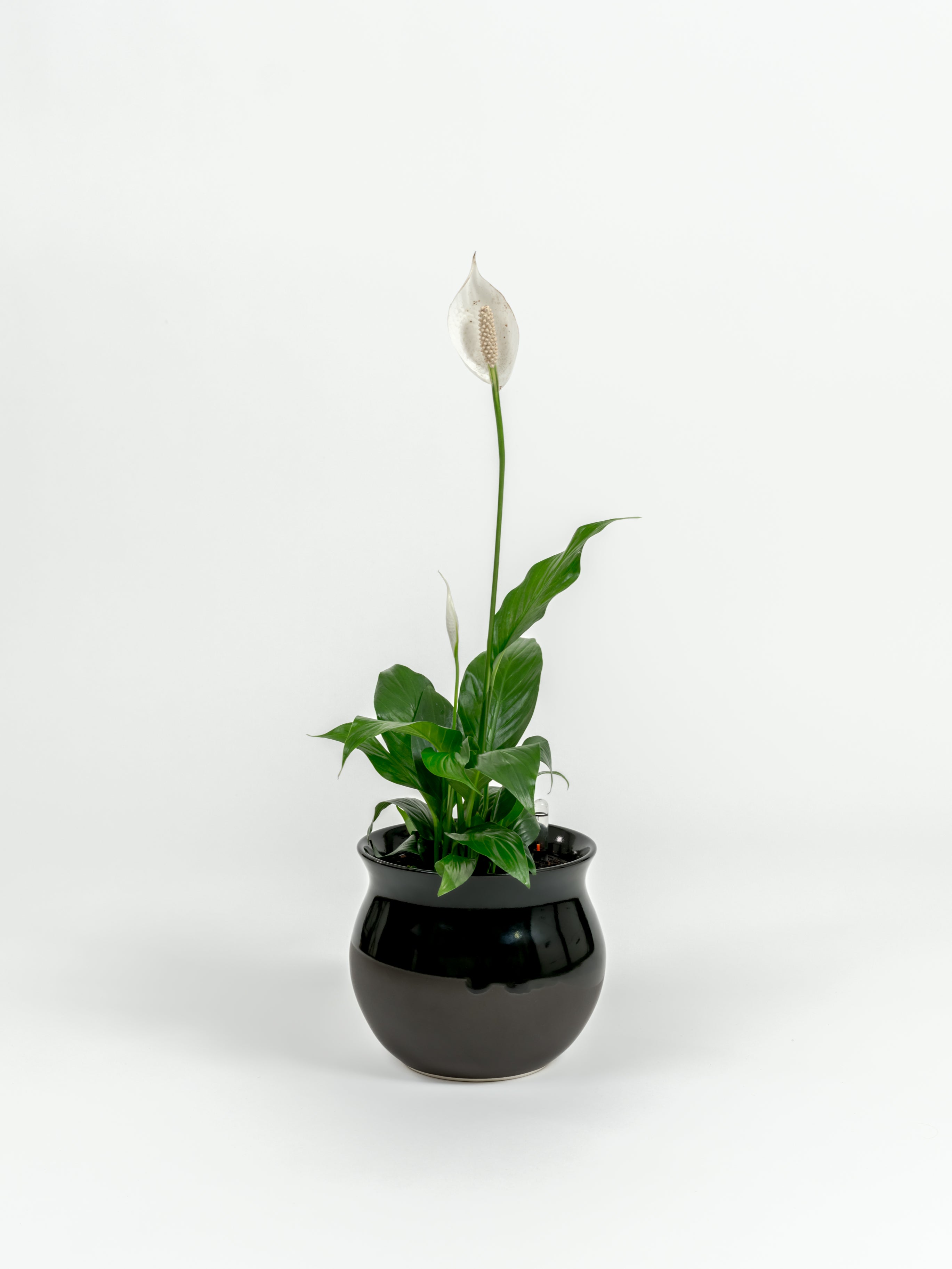 Small Peace Lily with fresh white spathes in premium self-watering planter