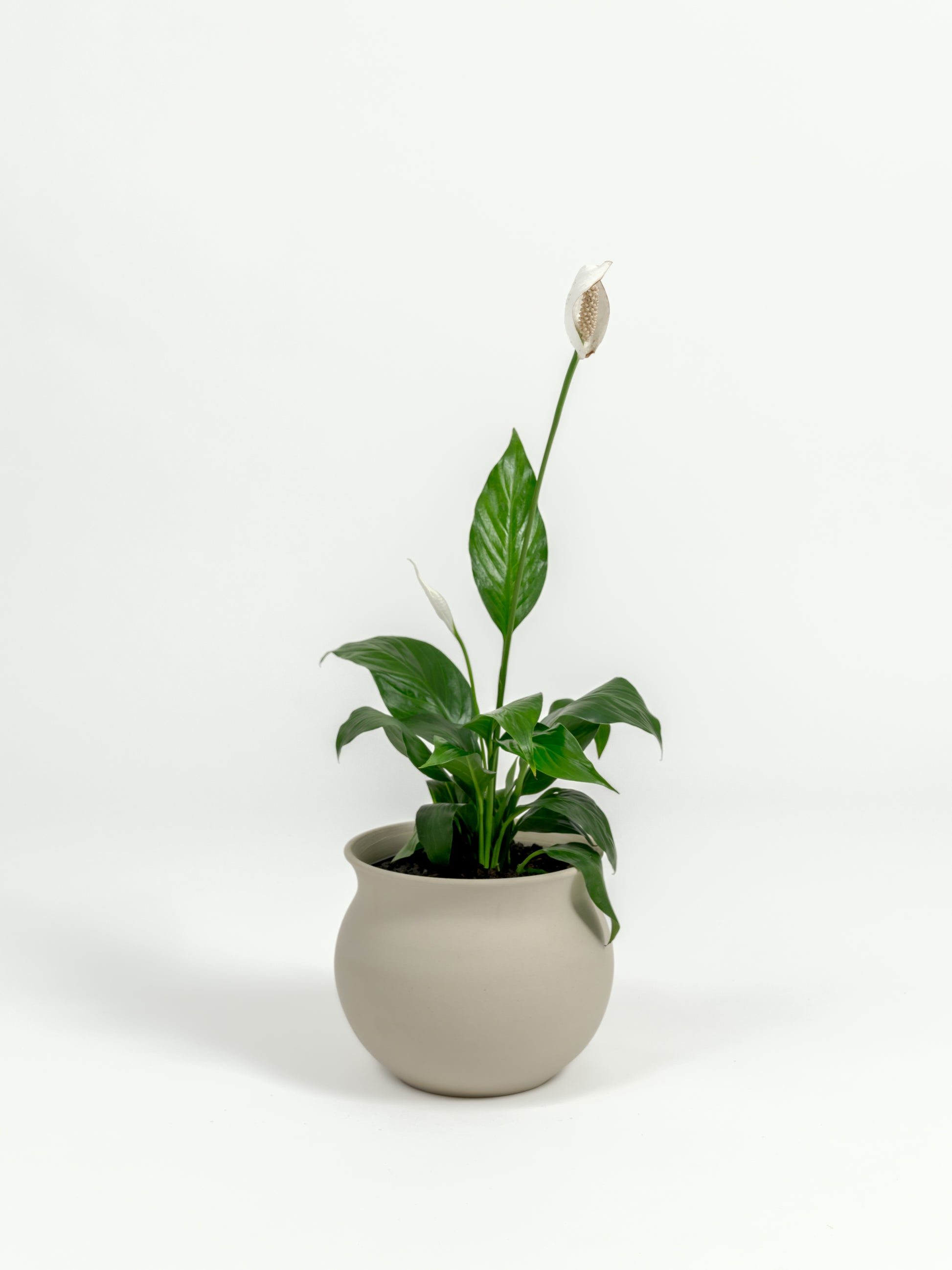 Young Spathiphyllum wallisii Peace Lily with lush foliage in sleek self-watering pot