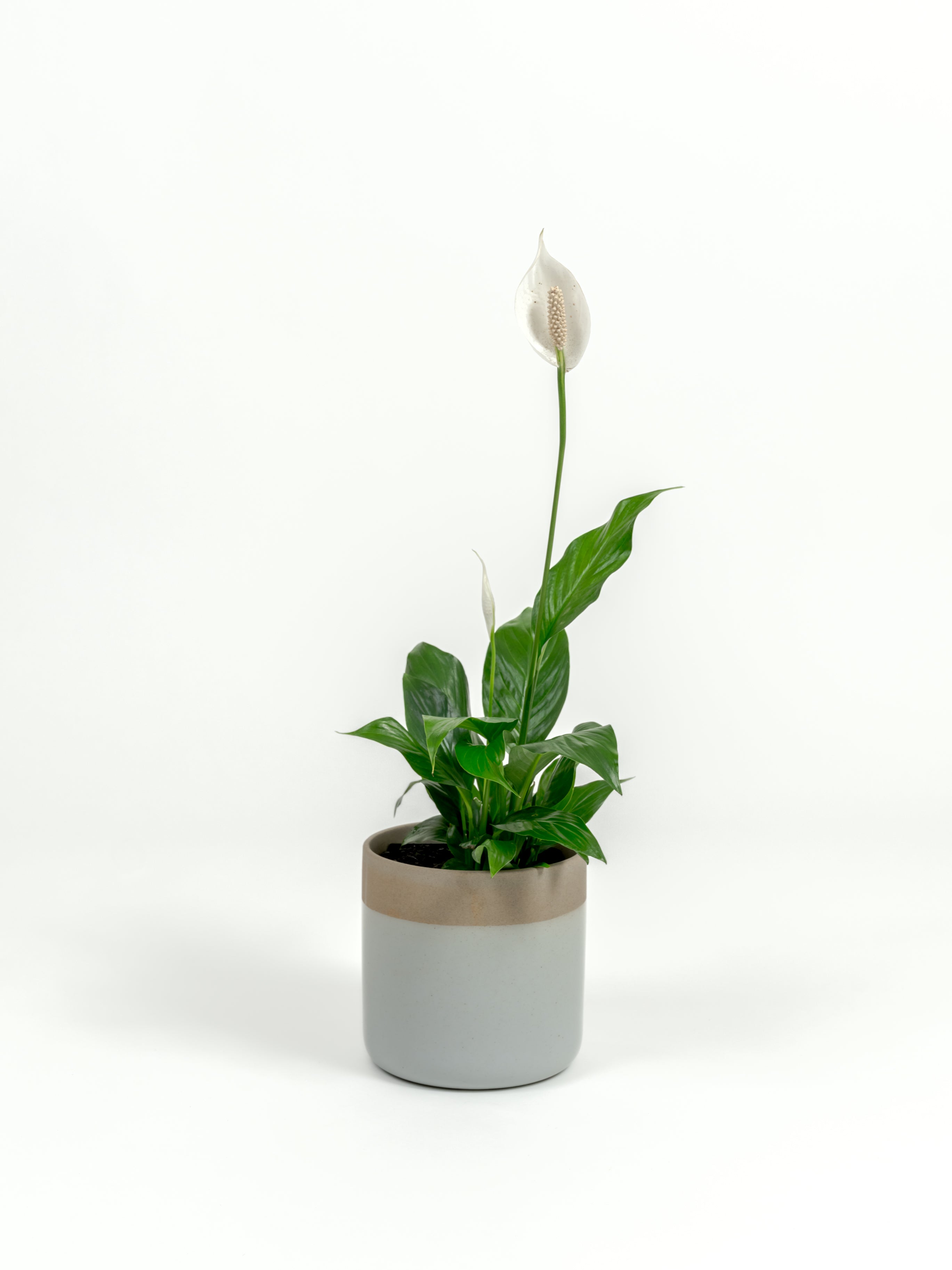 Compact Spathiphyllum wallisii plant in decorative self-watering indoor pot