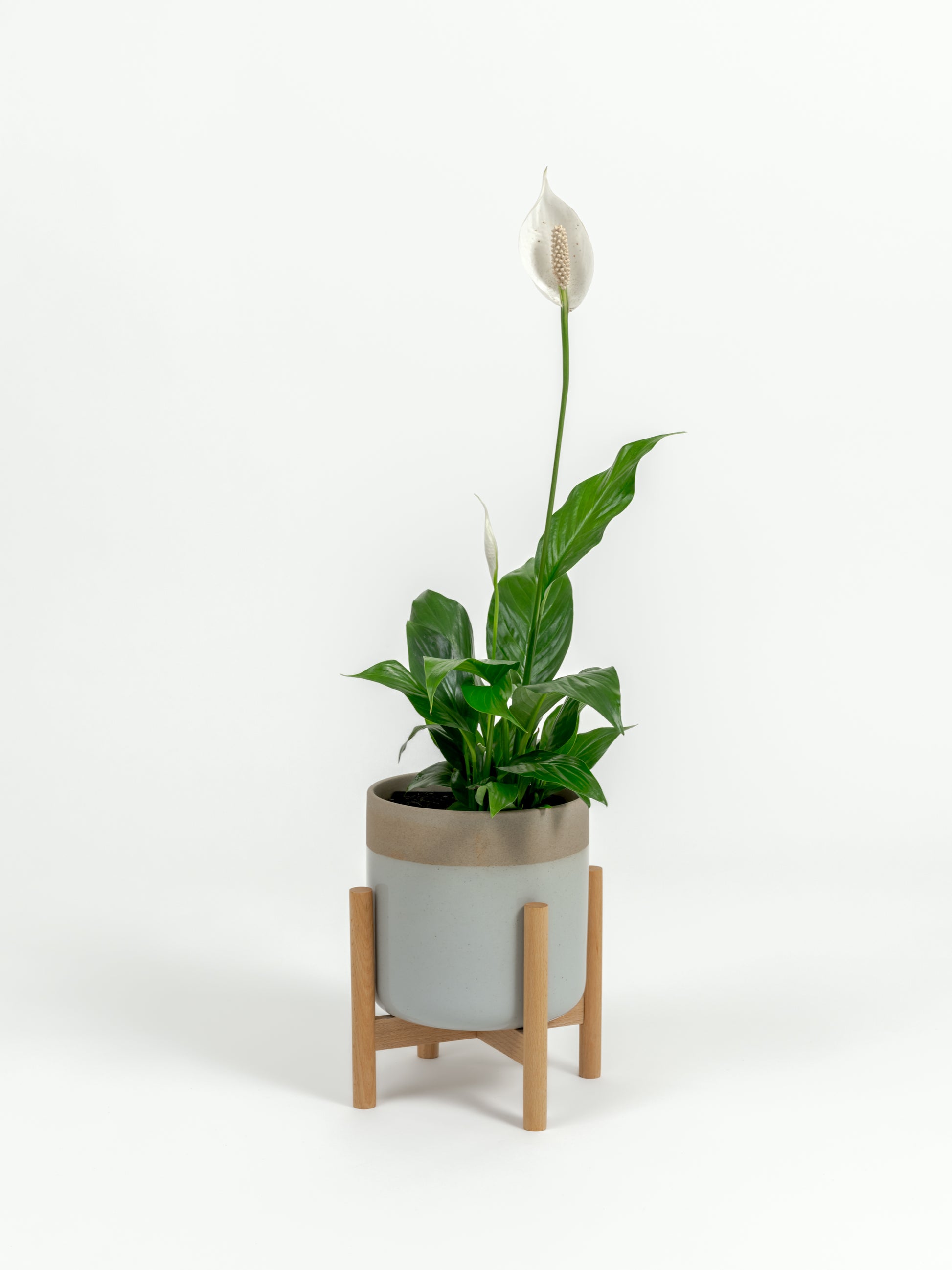 Starter size Peace Lily with glossy green leaves and white blooms in self-watering planter