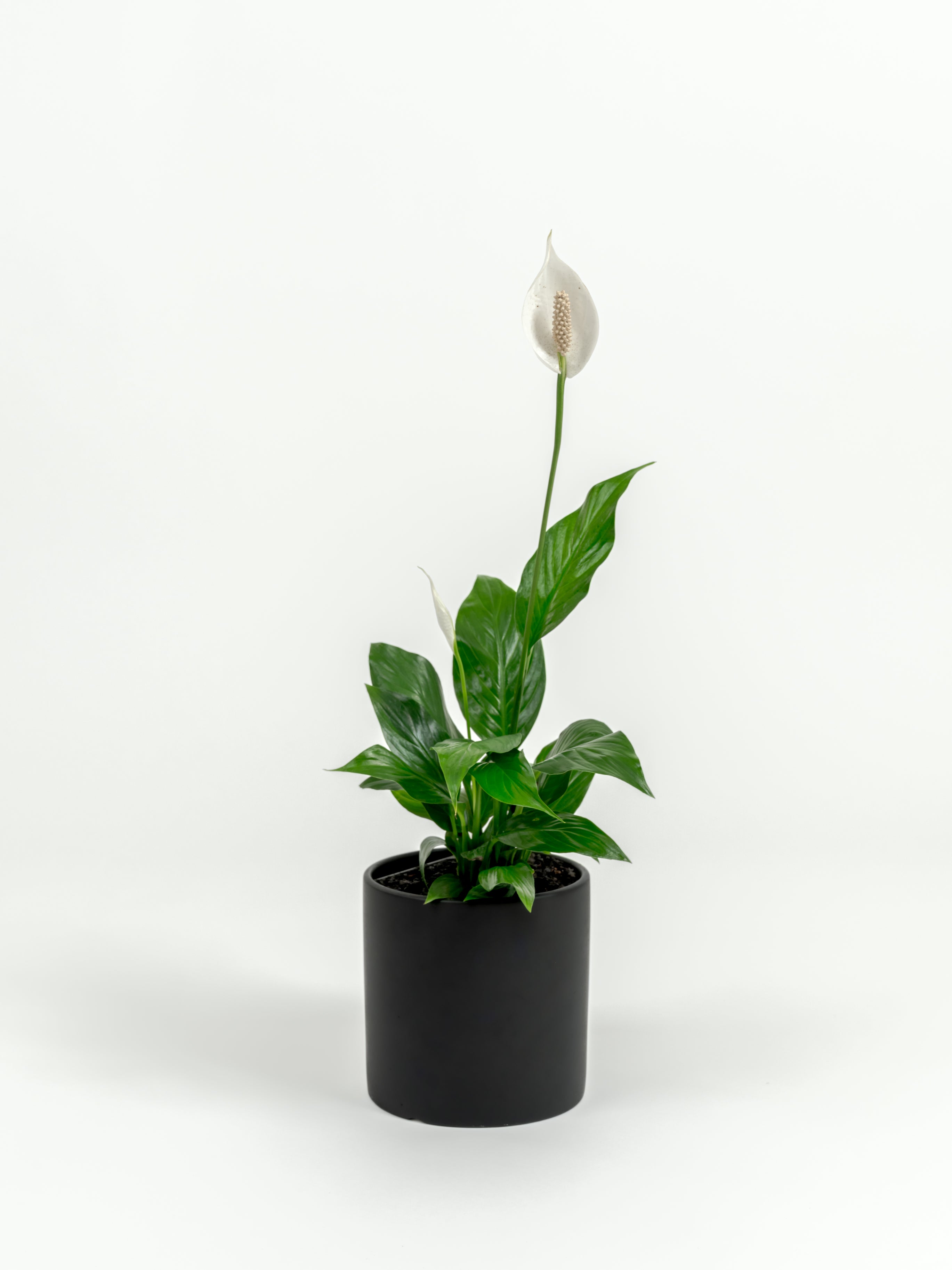 Compact Spathiphyllum wallisii Peace Lily with white flowers in self-watering pot