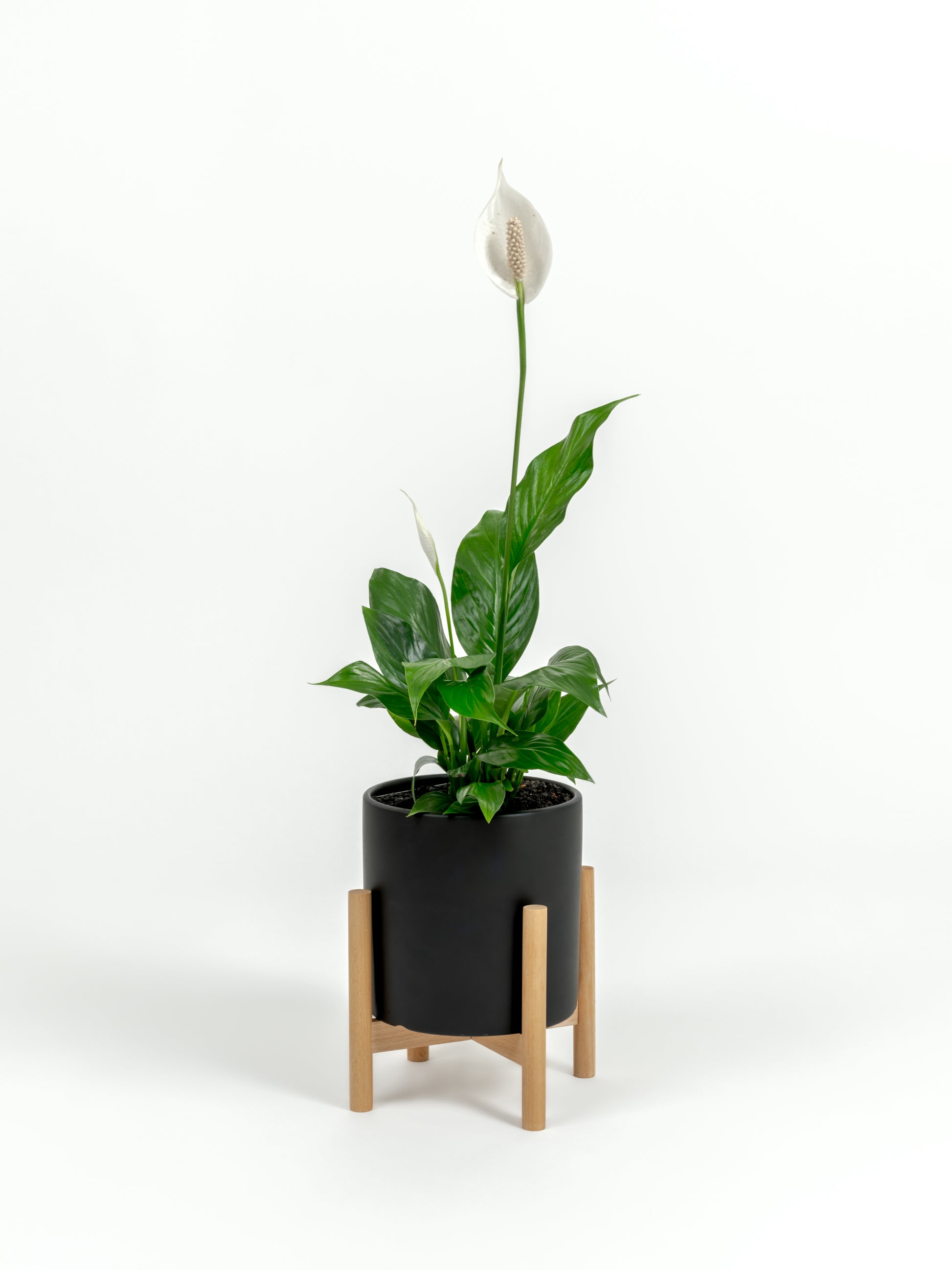 Small Peace Lily on tabletop in modern self-watering planter indoors
