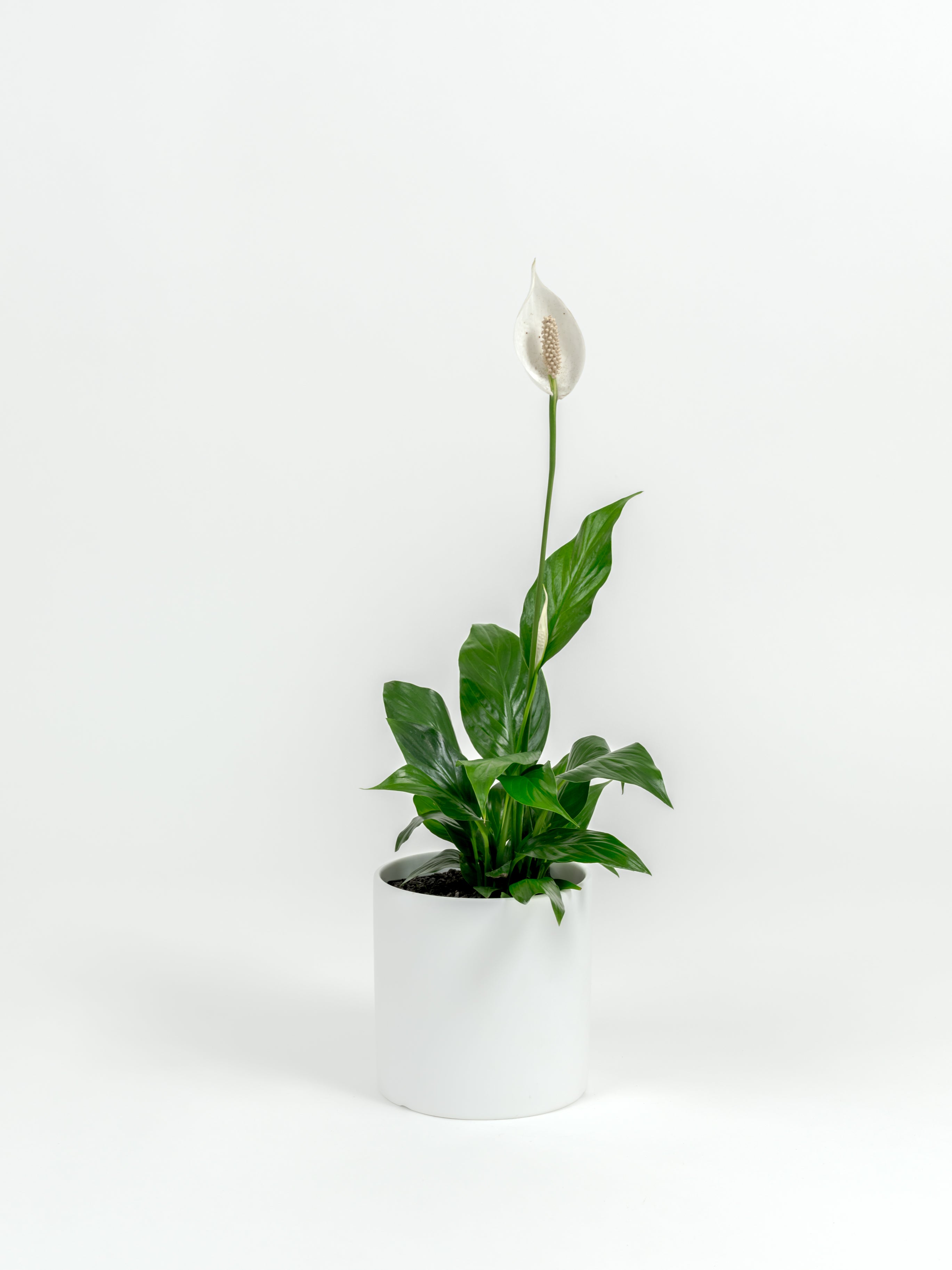 Small Spathiphyllum wallisii Peace Lily with white bloom in a self-watering pot