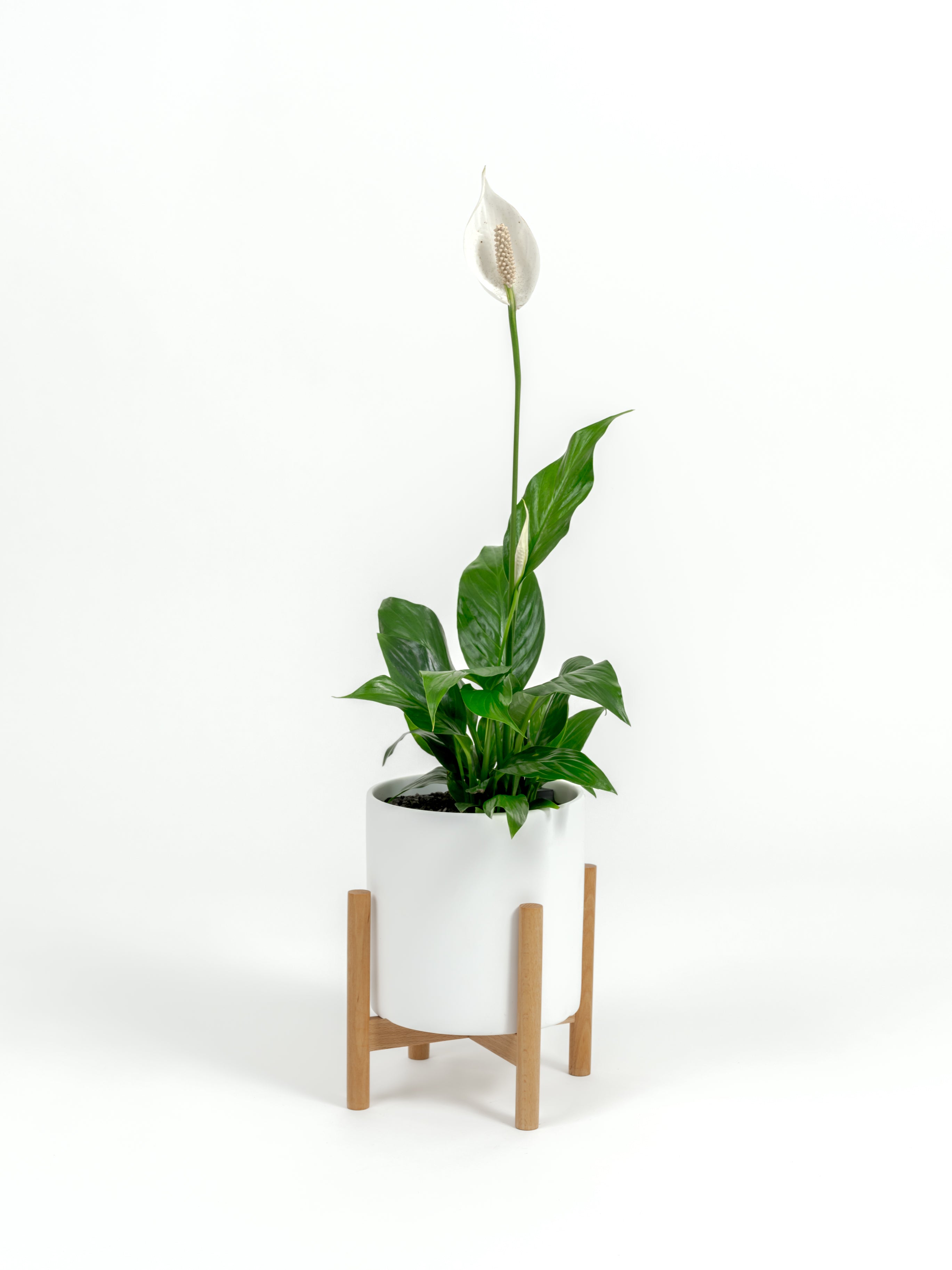 Starter size Peace Lily plant with glossy green leaves in decorative self-watering planter