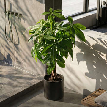 Money Tree