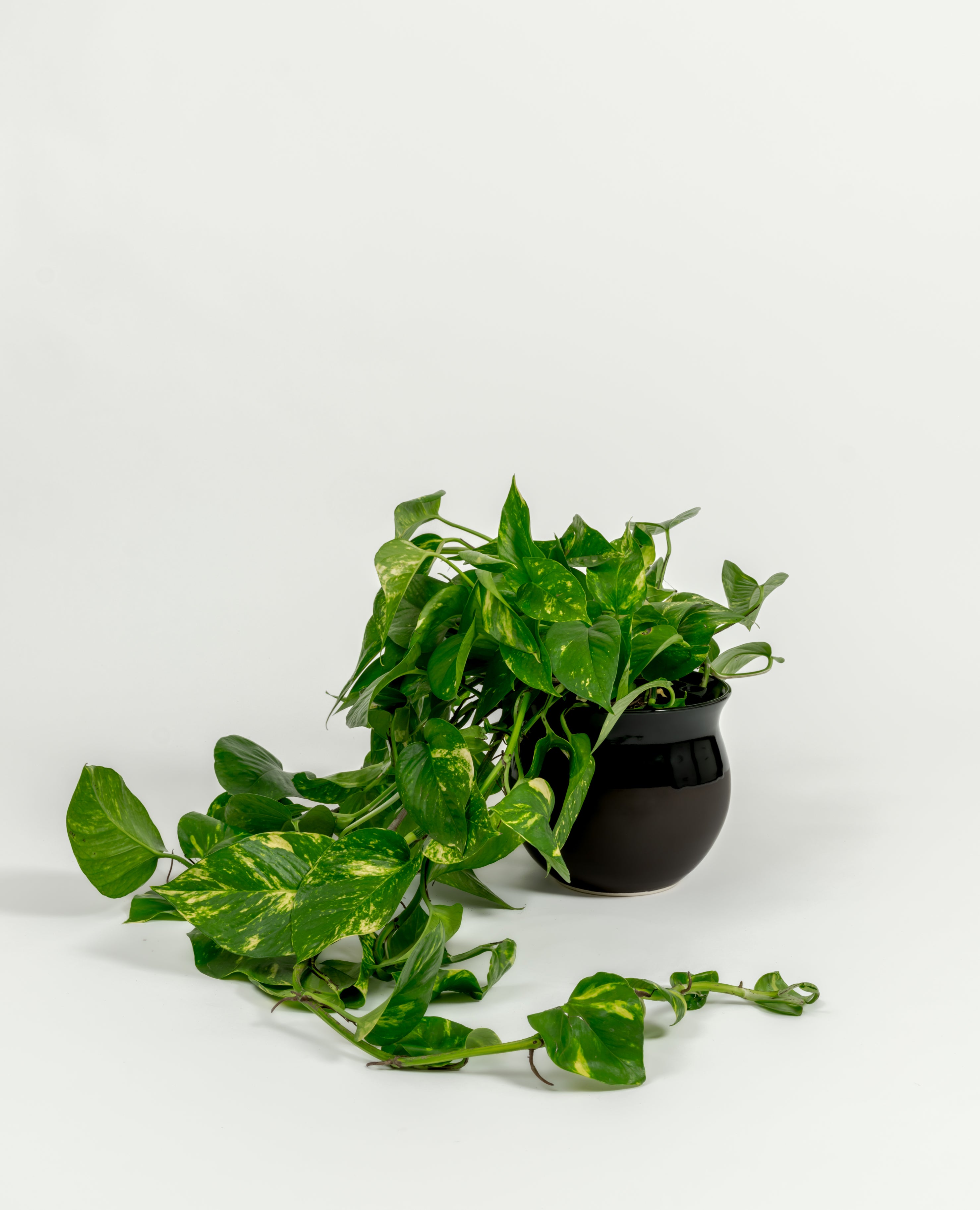 Golden Pothos - Epipremnum aureum 'Golden' - in a medium dipped black premium self-watering ceramic pot - leucadia planter