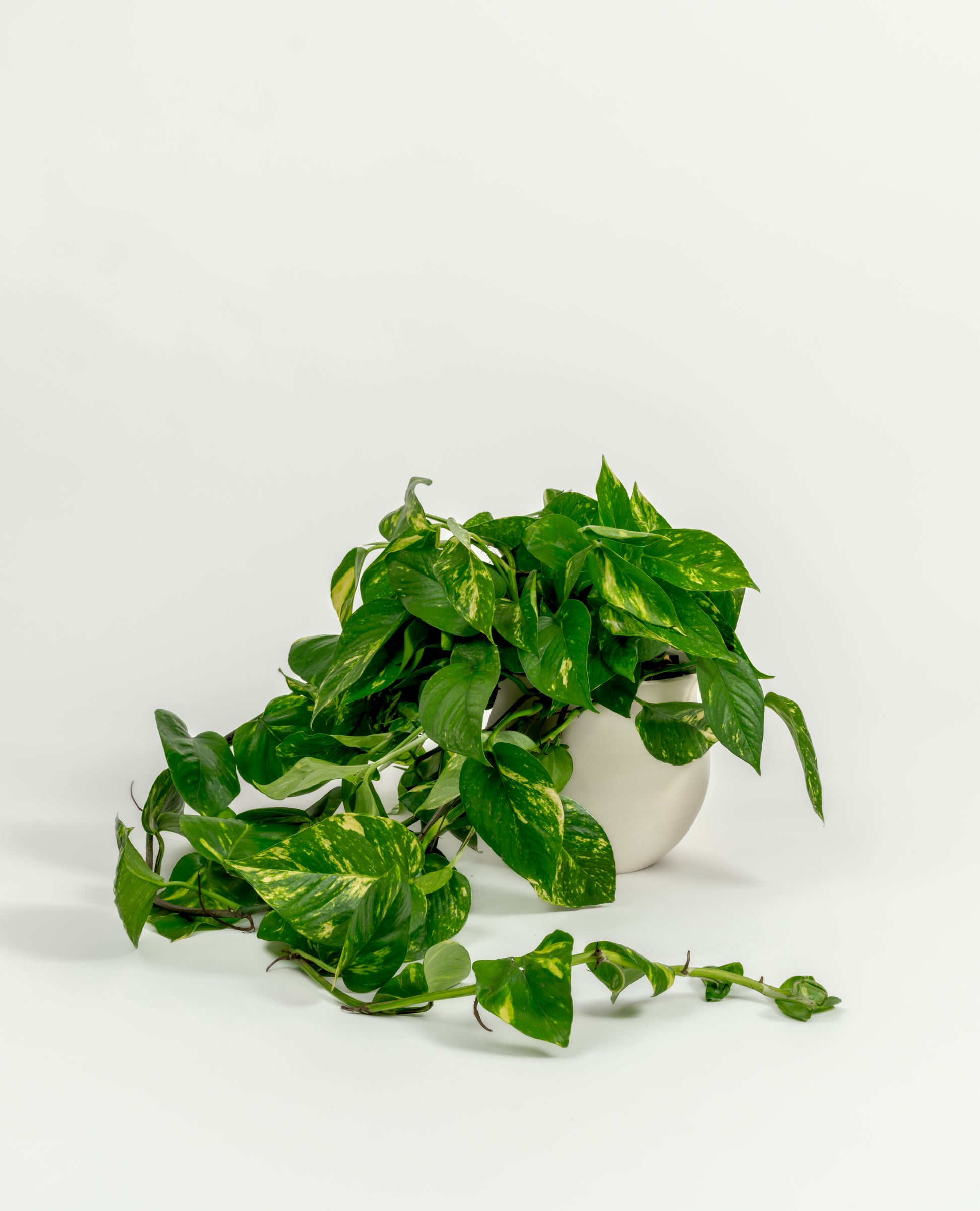 Golden Pothos - Epipremnum aureum 'Golden' - in a medium natural clay premium self-watering ceramic pot - leucadia planter