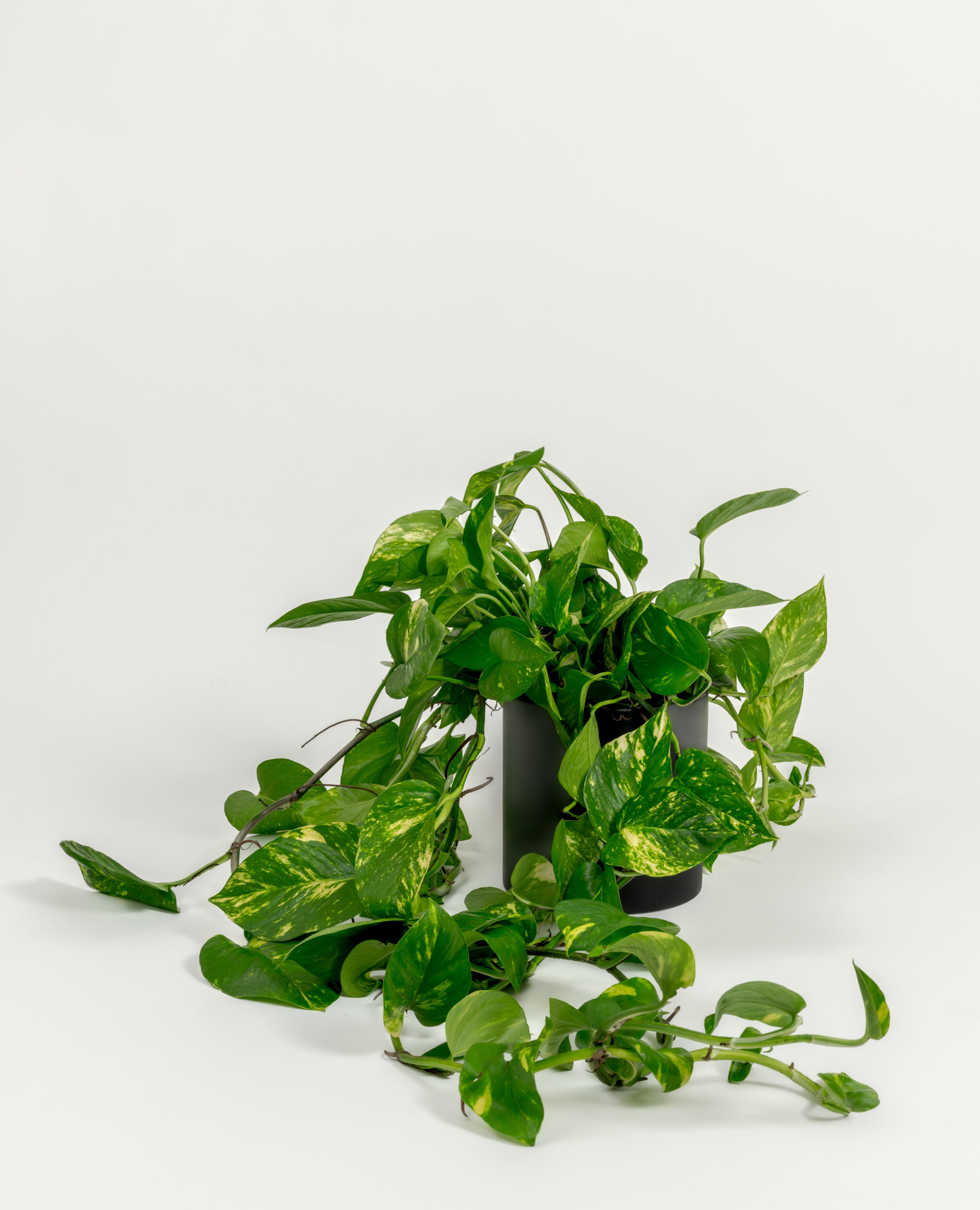Golden Pothos - Epipremnum aureum 'Golden' - in a medium black premium self-watering ceramic pot - pacific planter