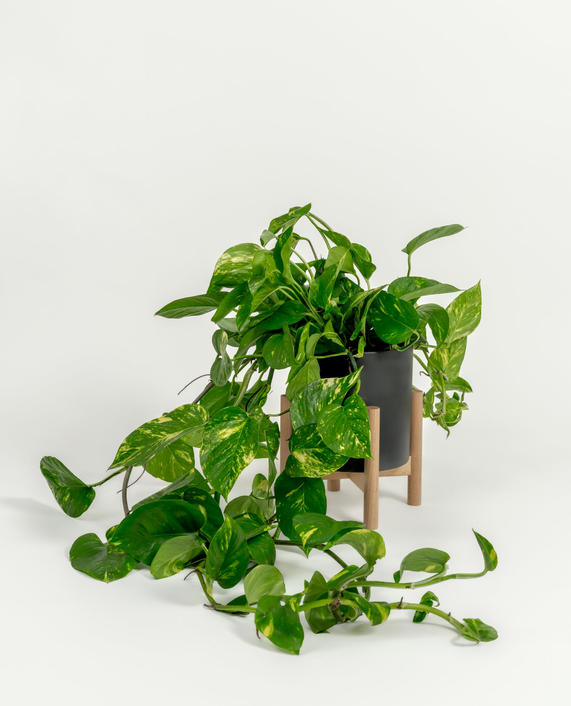 Golden Pothos - Epipremnum aureum 'Golden' - in a medium black premium self-watering ceramic pot - pacific planter - in a birchwood stand