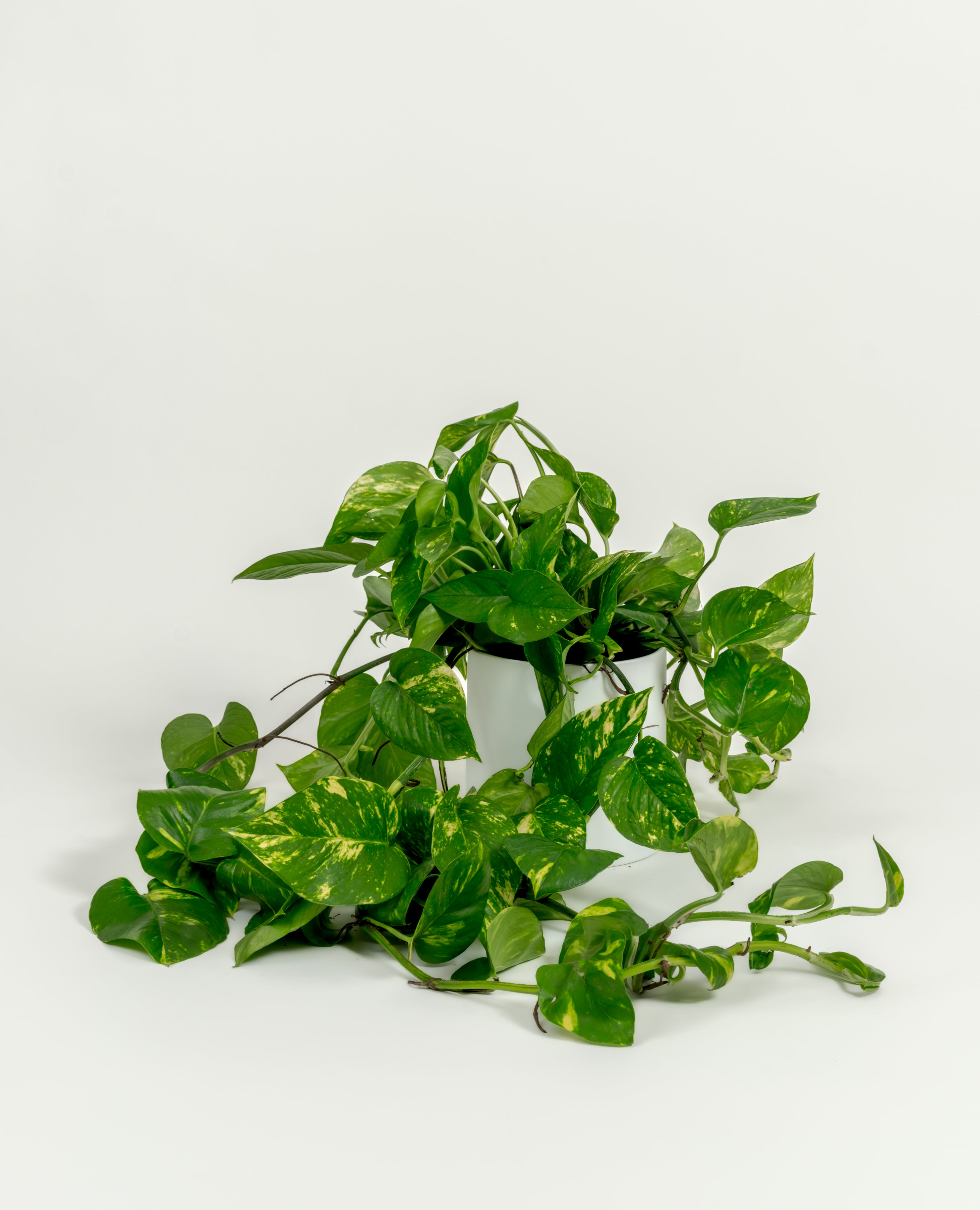 Golden Pothos - Epipremnum aureum 'Golden' - in a medium white premium self-watering ceramic pot - pacific planter