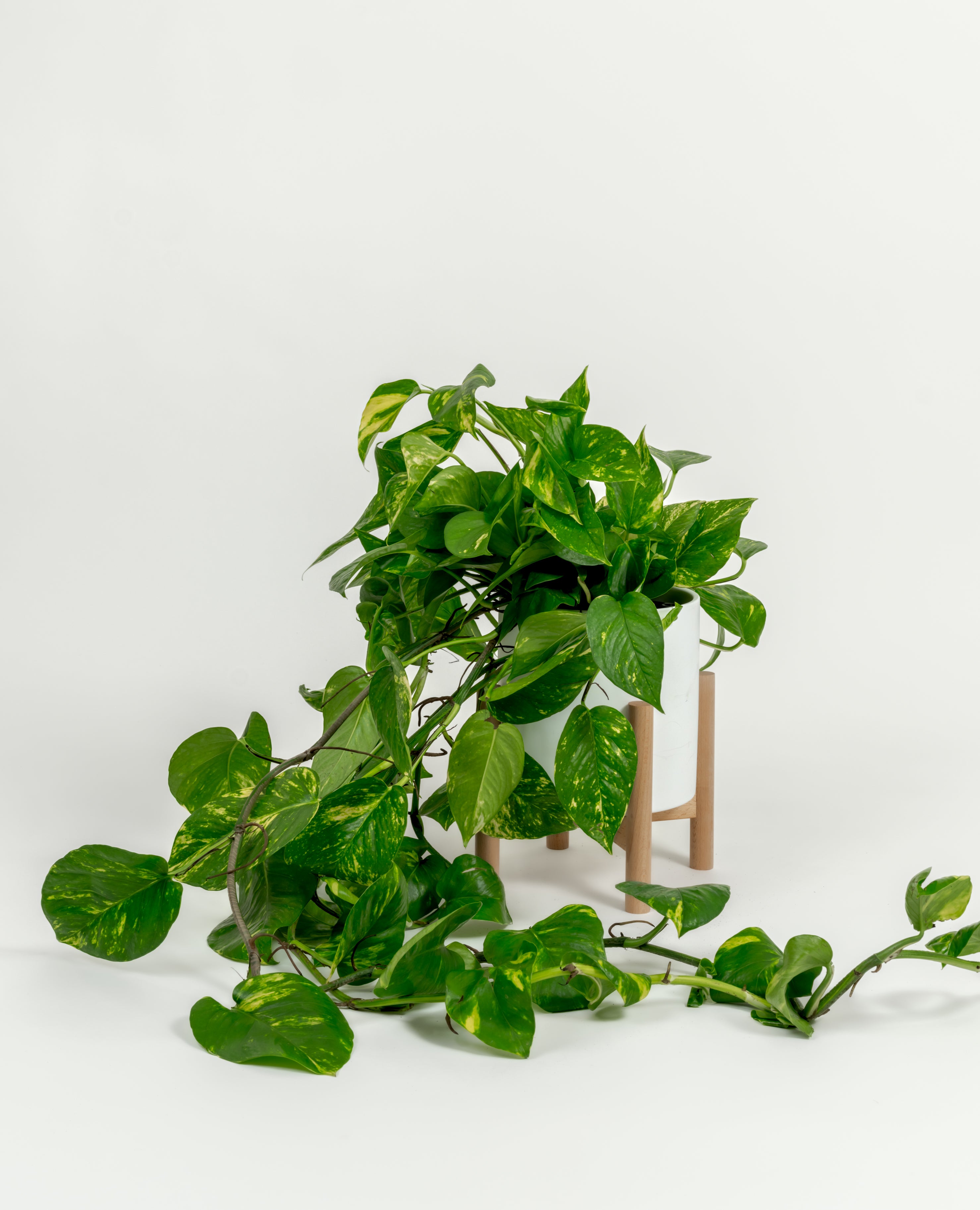 Golden Pothos - Epipremnum aureum 'Golden' - in a medium white premium self-watering ceramic pot - pacific planter - in a birchwood stand