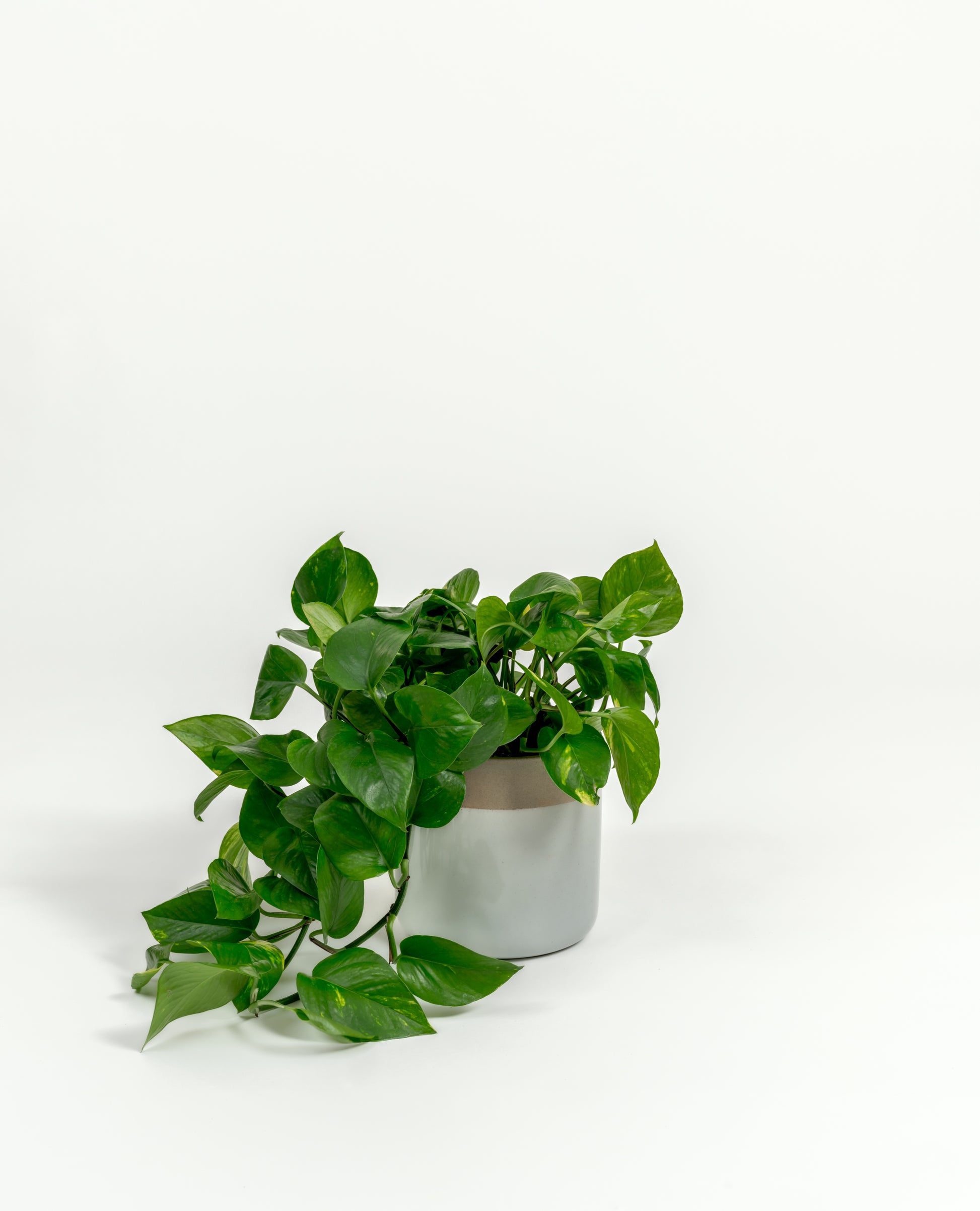 Golden Pothos - Epipremnum aureum 'Golden' - in a small dipped natural premium self-watering ceramic pot - mesa planter