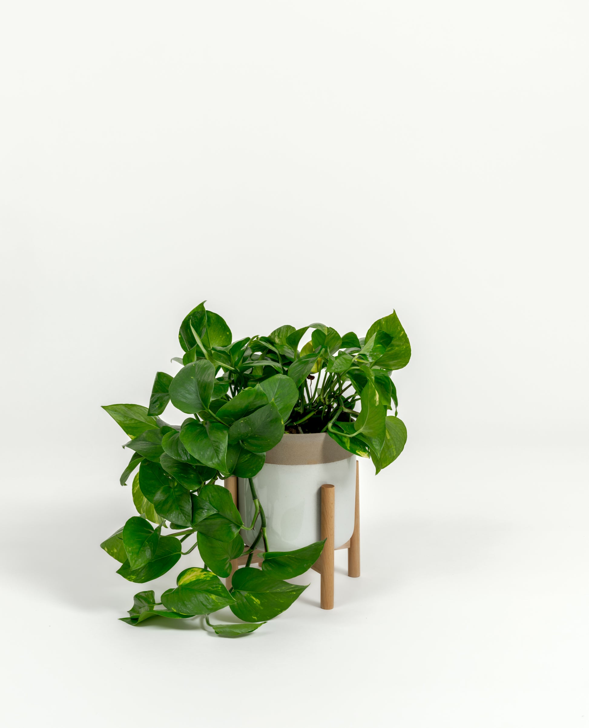 Golden Pothos - Epipremnum aureum 'Golden' - in a small dipped natural premium self-watering ceramic pot - mesa planter - in a birchwood stand