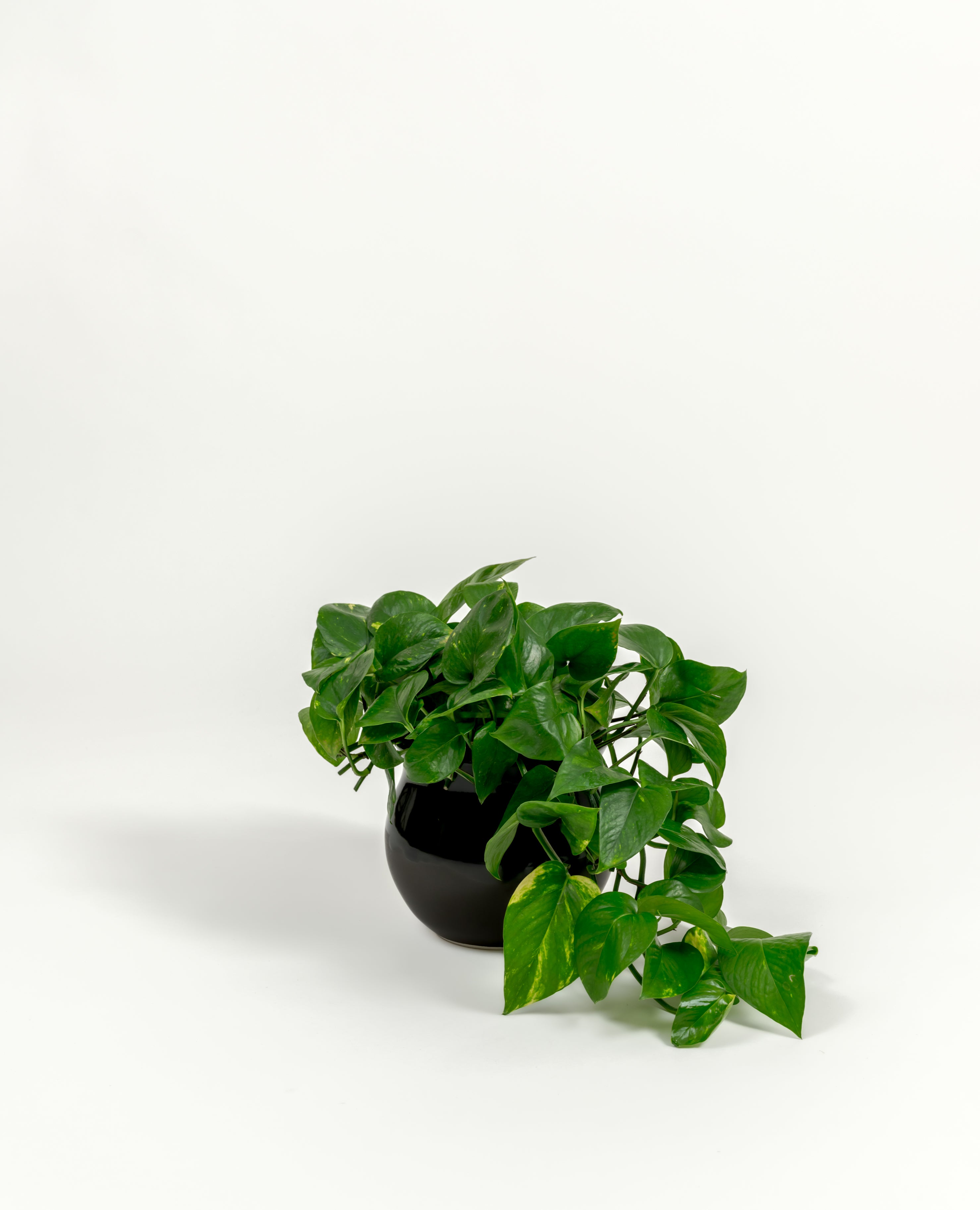 Golden Pothos - Epipremnum aureum 'Golden' - in a small dipped black premium self-watering ceramic pot - leucadia planter