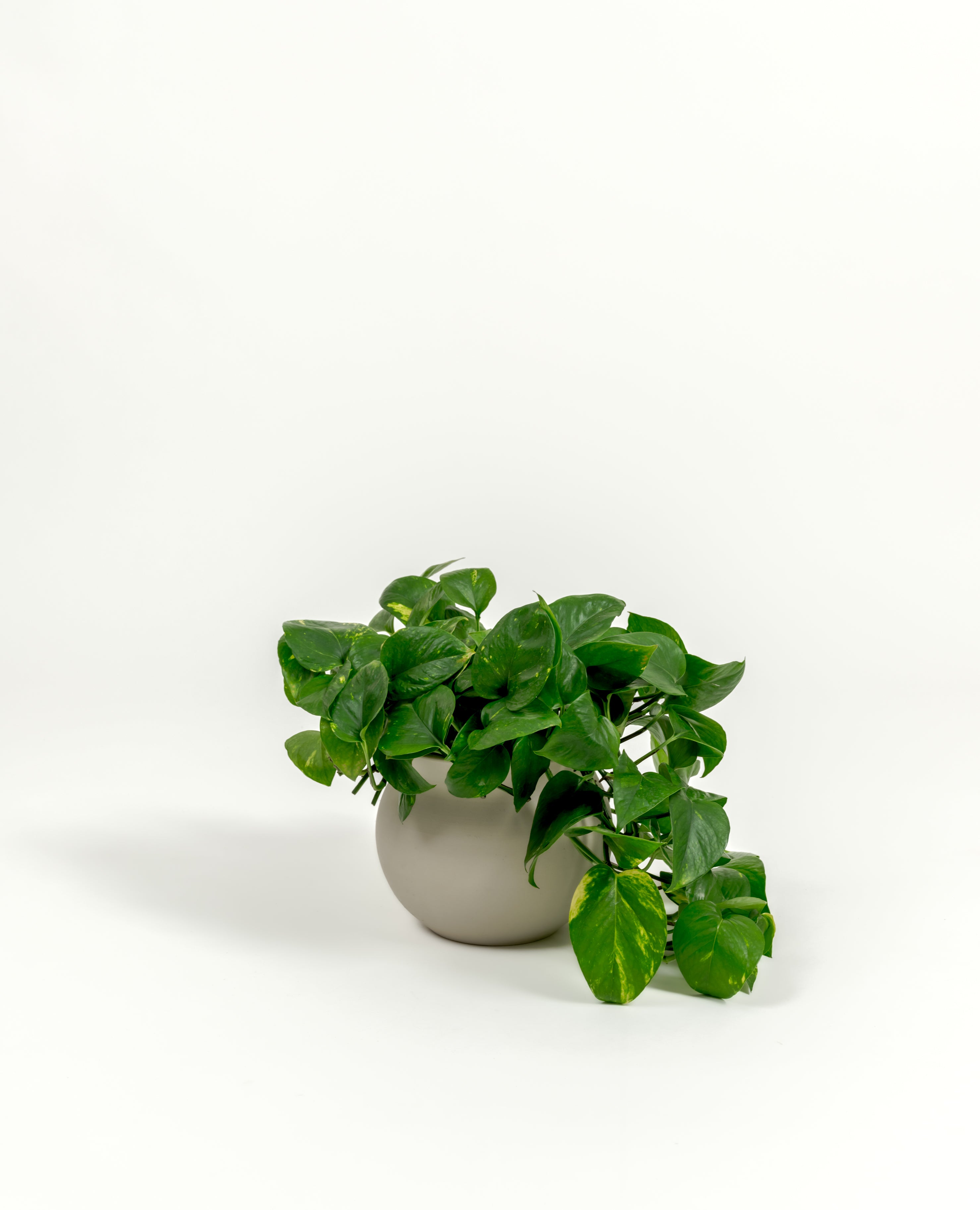 Golden Pothos - Epipremnum aureum 'Golden' - in a small natural clay premium self-watering ceramic pot - leucadia planter