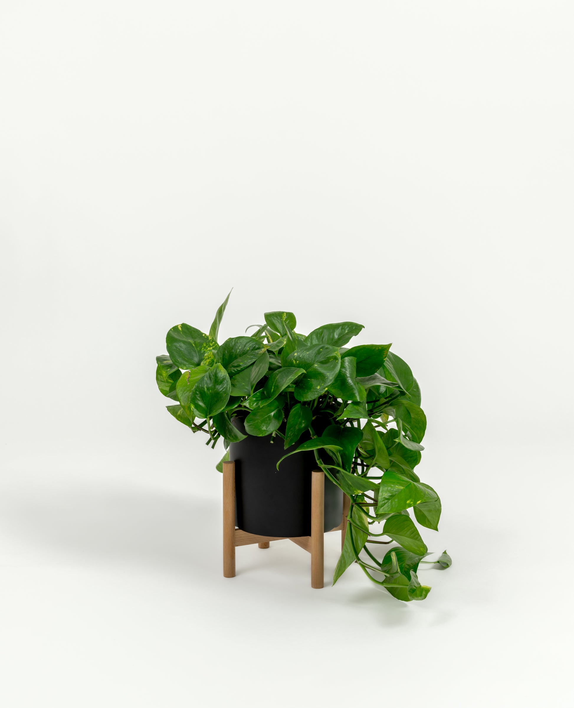 Golden Pothos - Epipremnum aureum 'Golden' - in a small black premium self-watering ceramic pot - pacific planter - in a birchwood stand