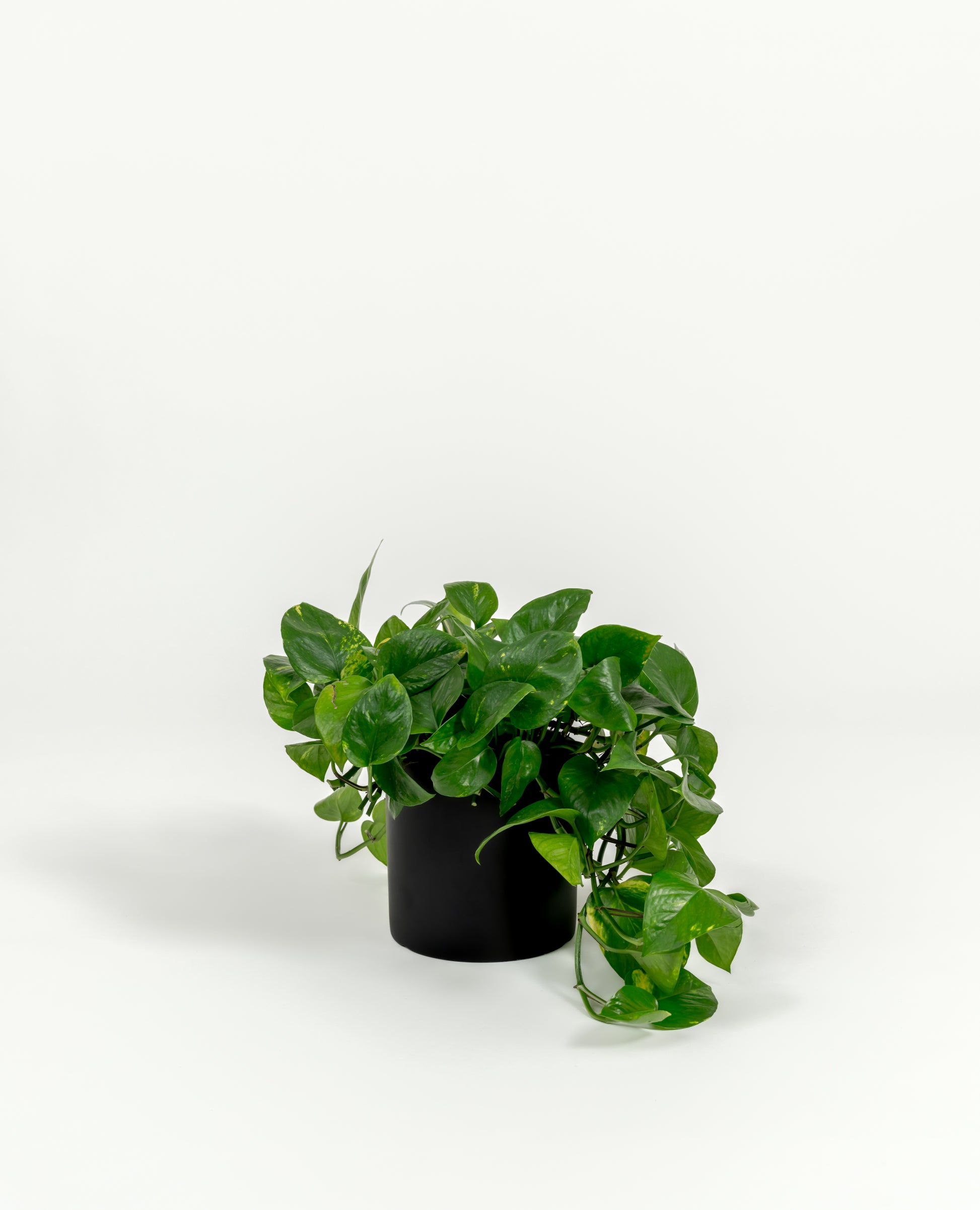 Golden Pothos - Epipremnum aureum 'Golden' - in a small black premium self-watering ceramic pot - pacific planter