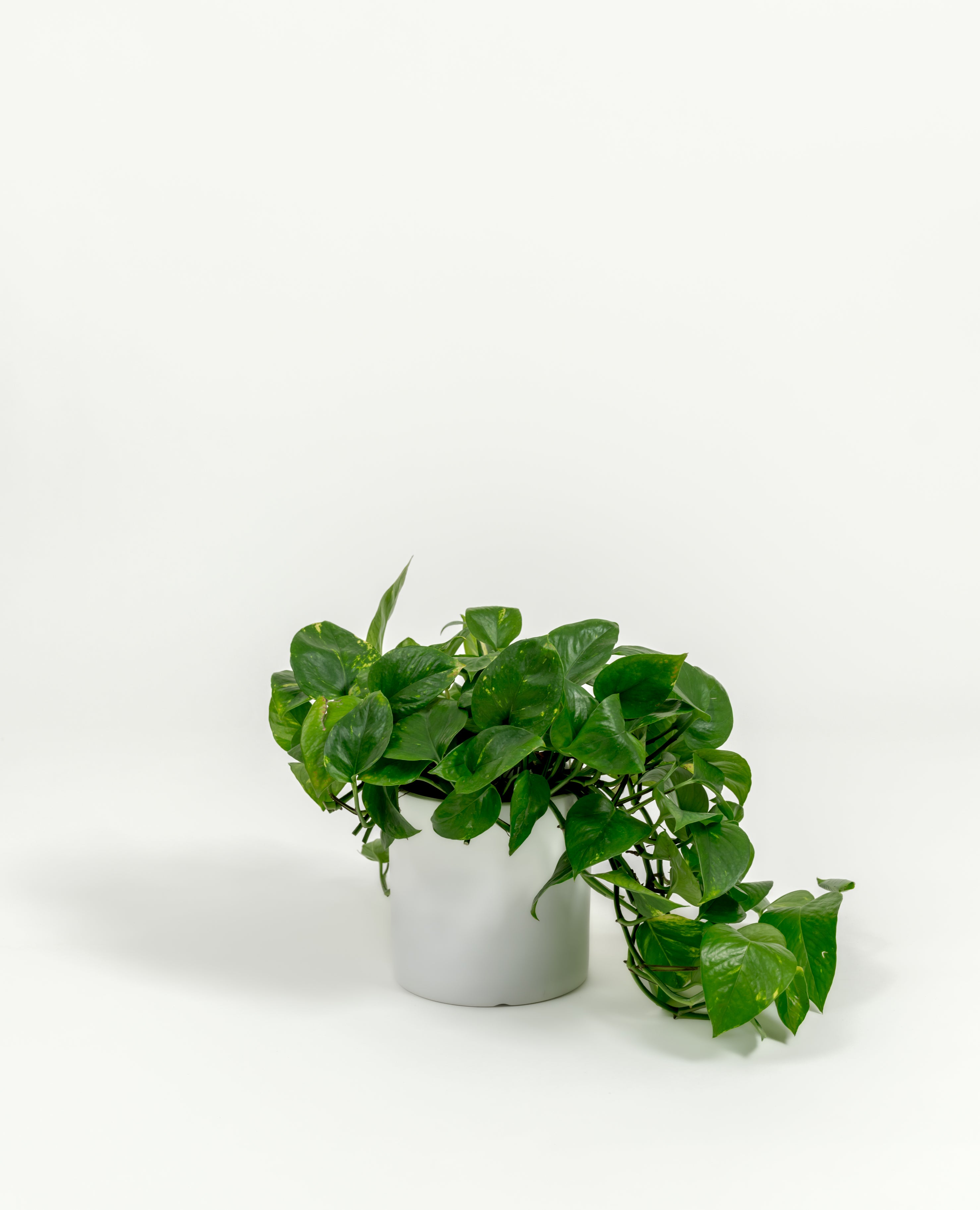 Golden Pothos - Epipremnum aureum 'Golden' - in a small white premium self-watering ceramic pot - pacific planter