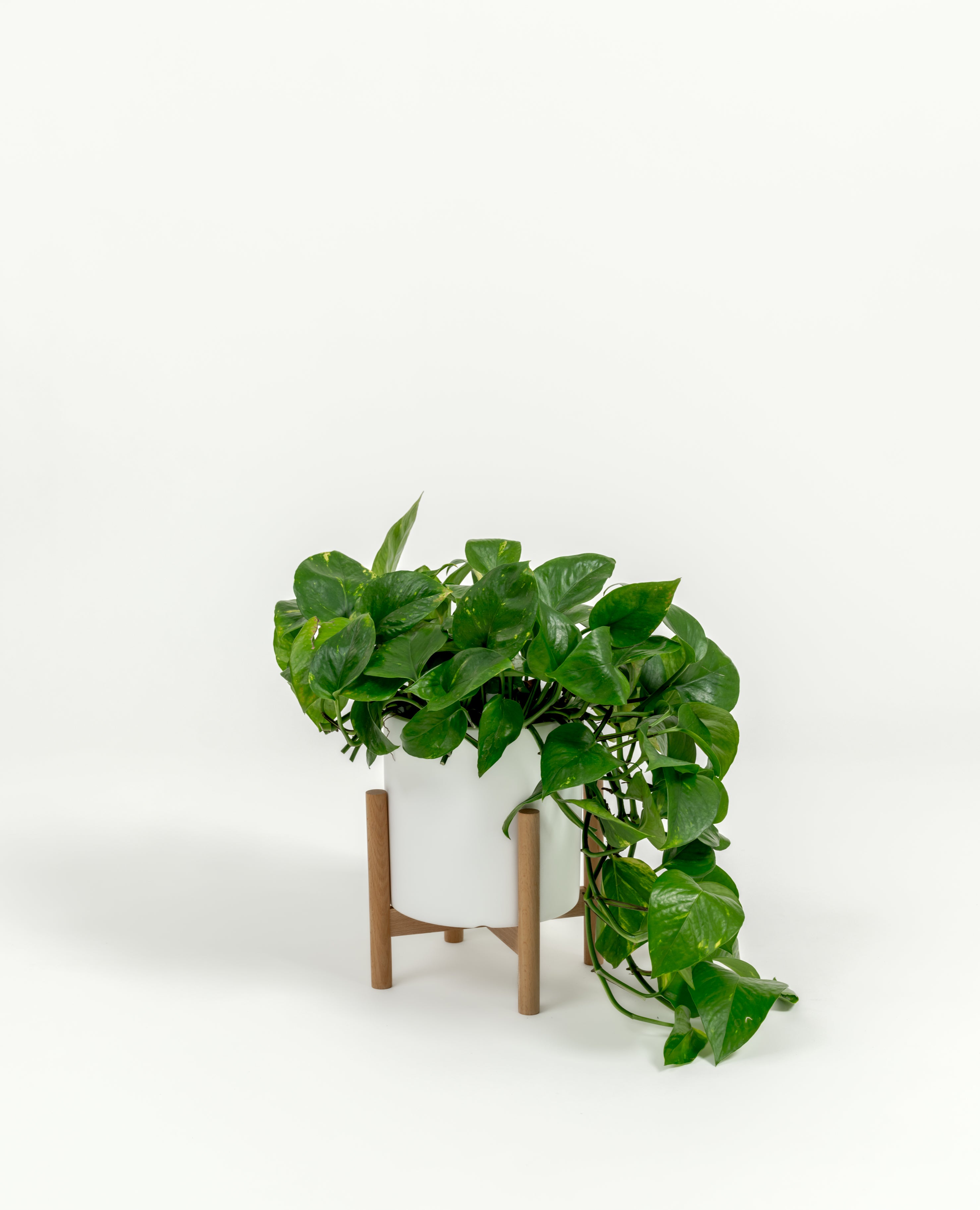 Golden Pothos - Epipremnum aureum 'Golden' - in a small white premium self-watering ceramic pot - pacific planter - in a birchwood stand