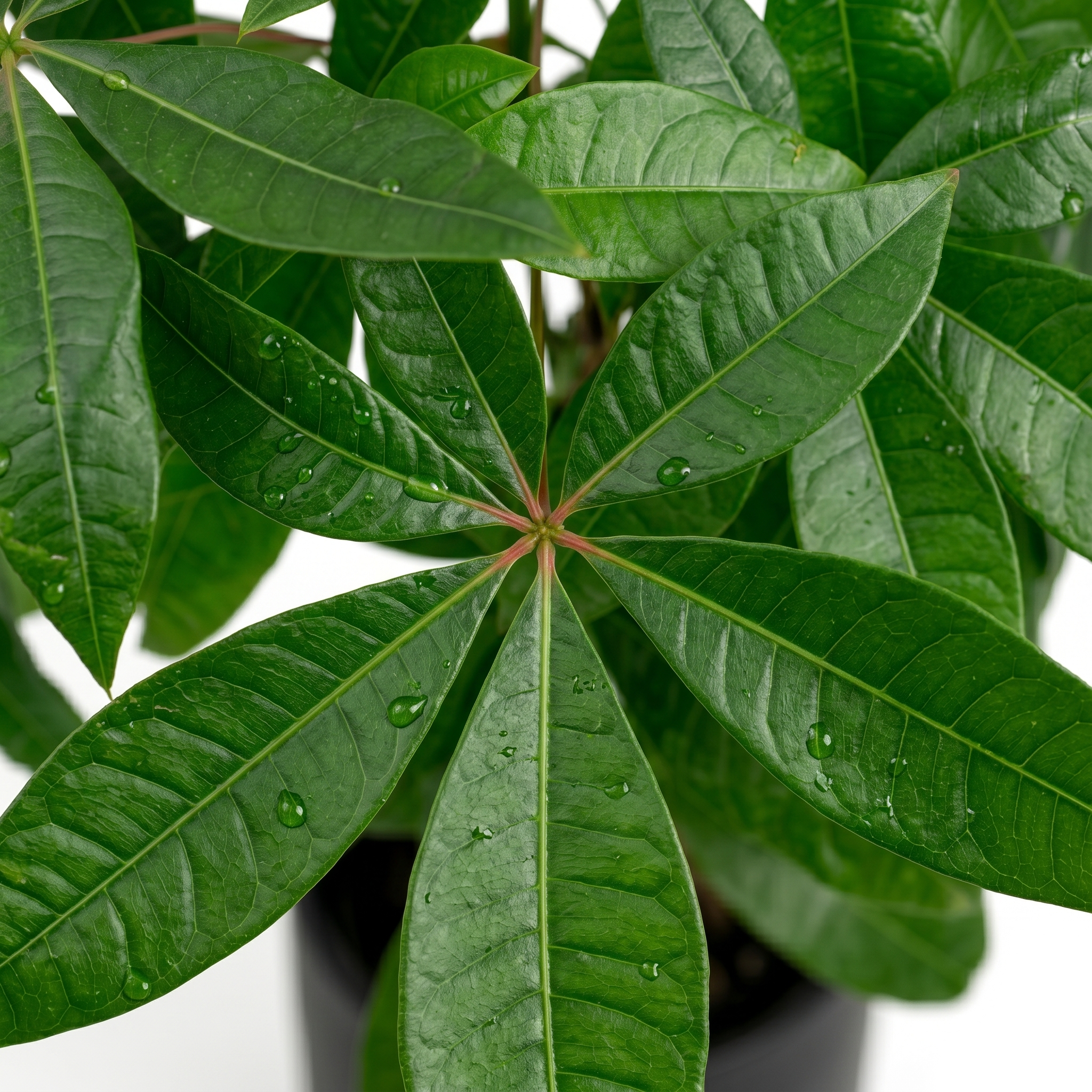 Money Tree