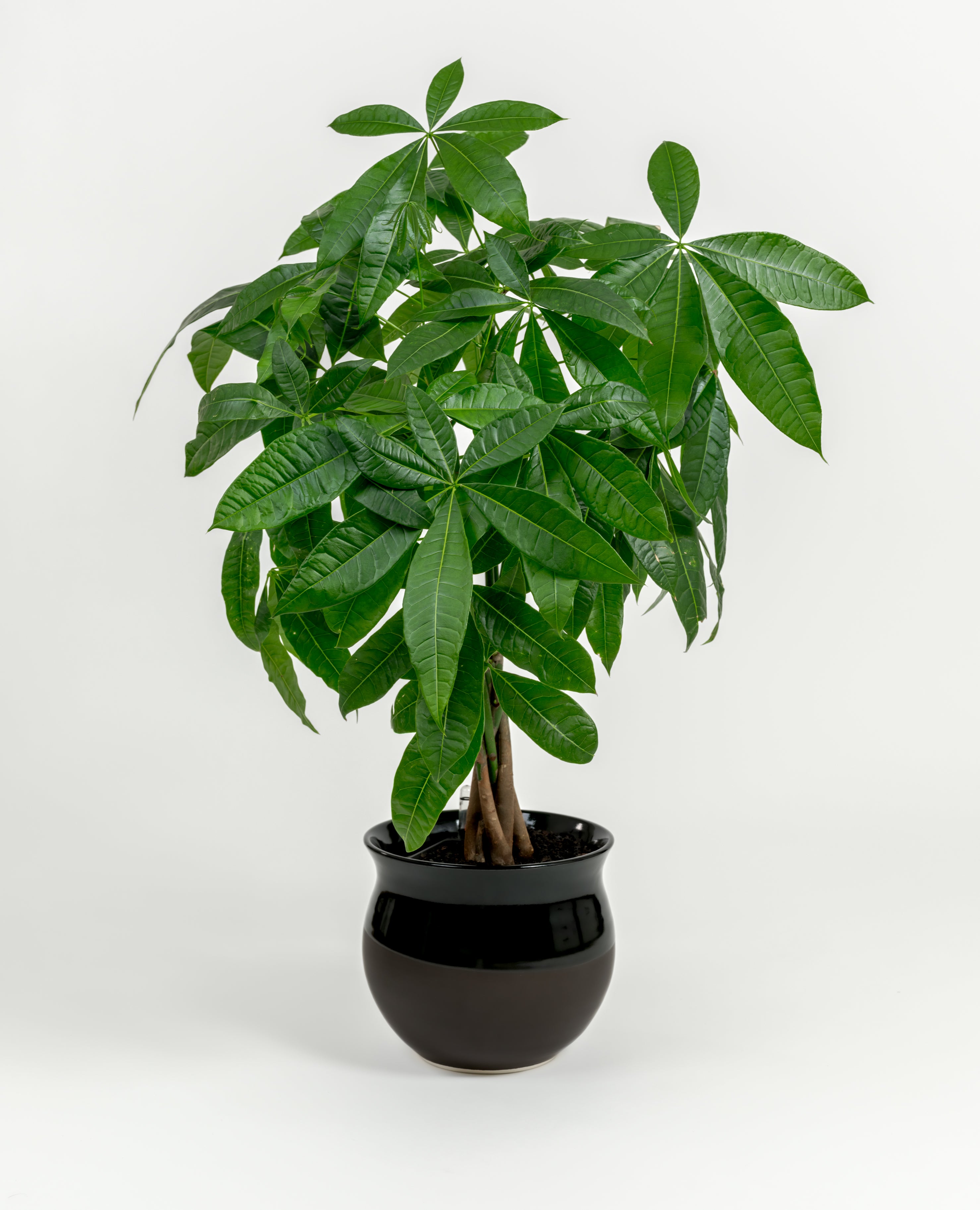 Indoor medium Money Tree plant in stylish self-watering planter for easy care