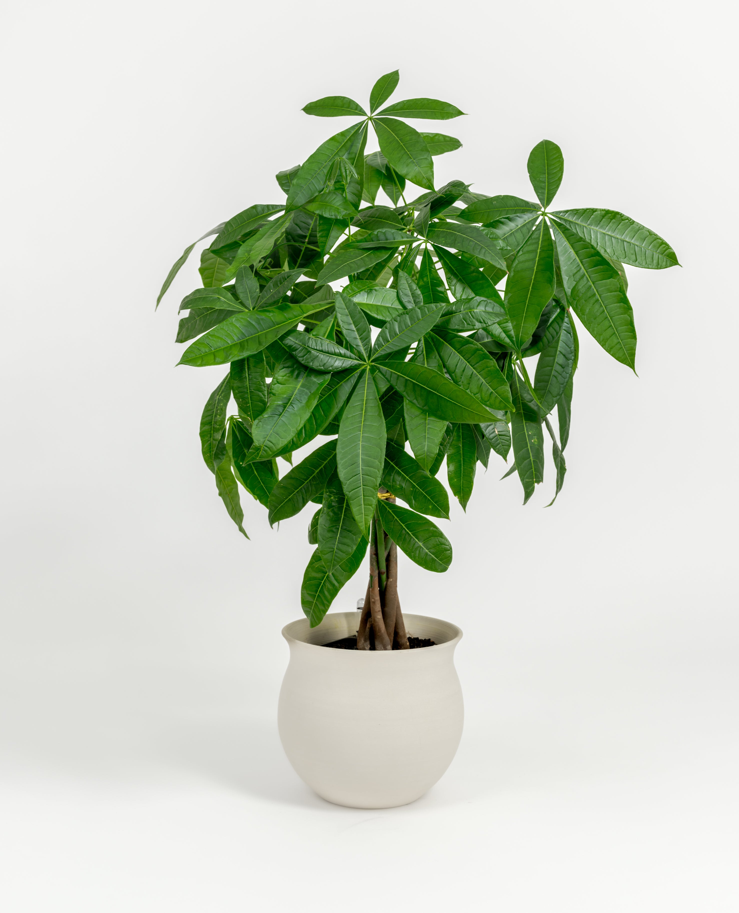 Medium Pachira glabra Money Tree with vibrant foliage in premium self-watering pot