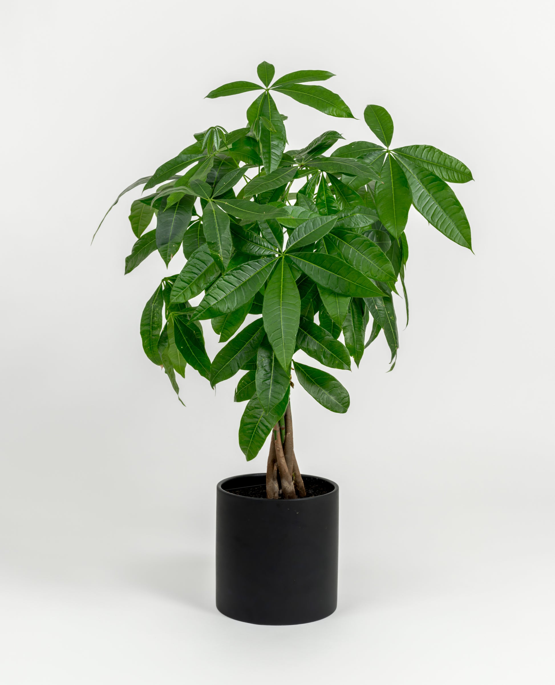 Medium-sized Pachira glabra with hand-shaped green foliage in a sleek self-watering pot