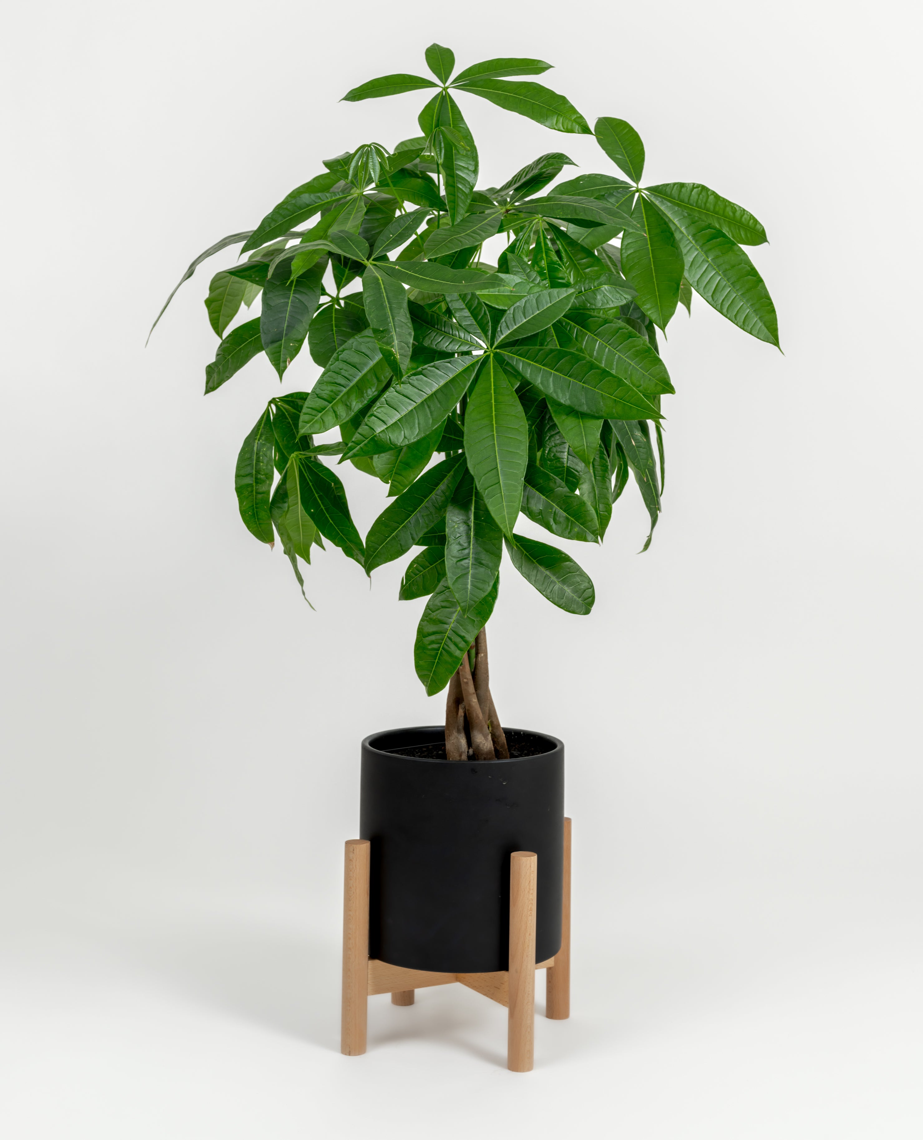Lush medium Money Tree in modern self-watering planter, symbolizing prosperity