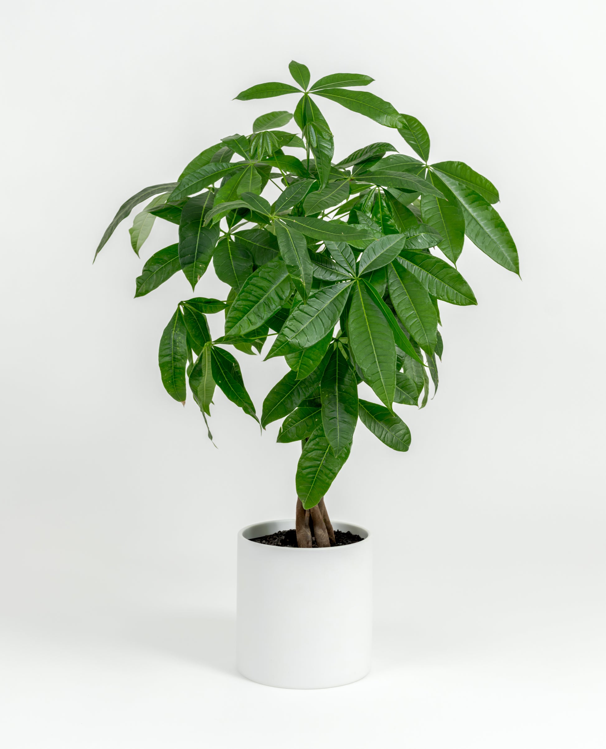Medium Pachira glabra Money Tree with glossy green leaves in a self-watering pot