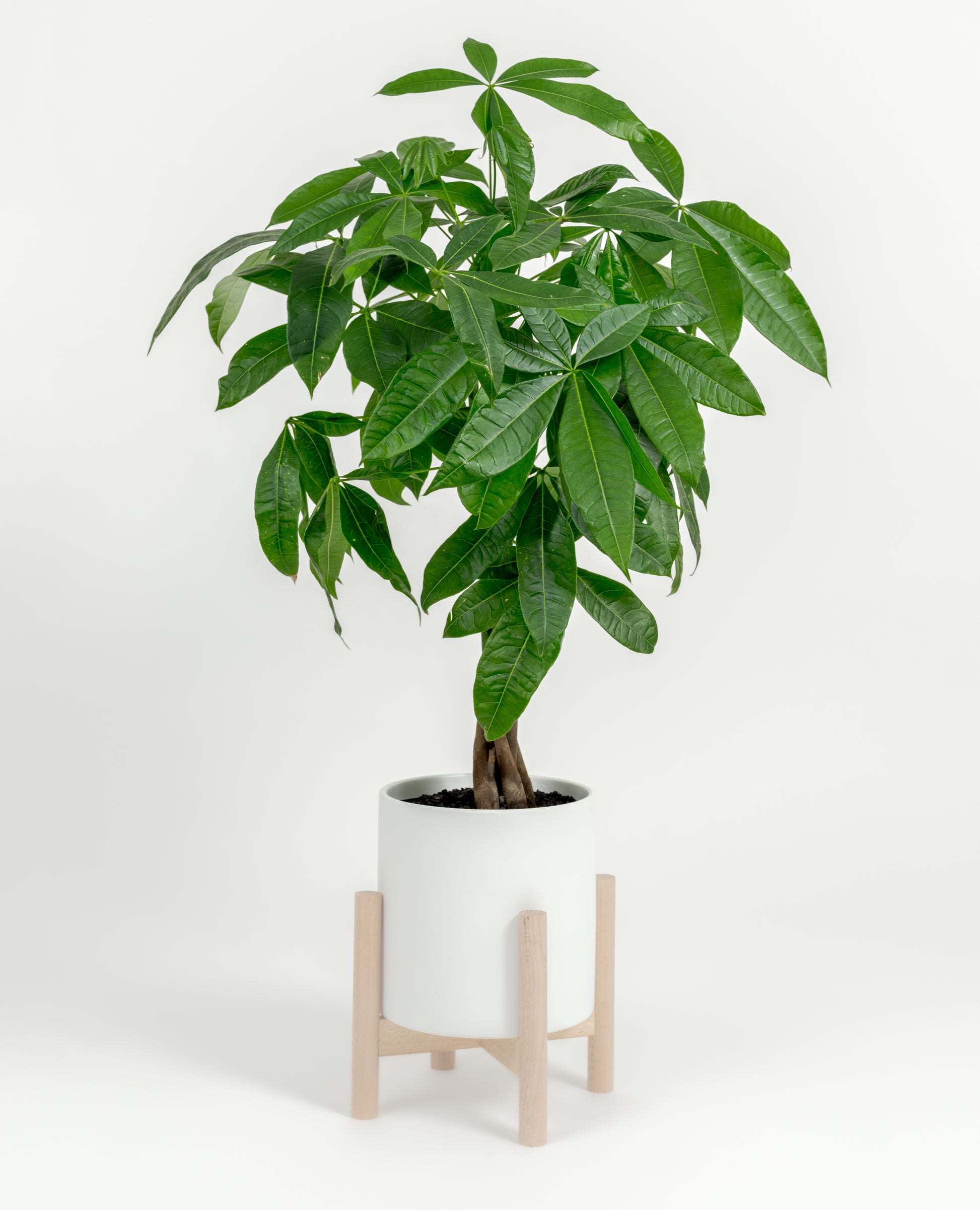 Established medium Money Tree plant displayed indoors in decorative self-watering planter