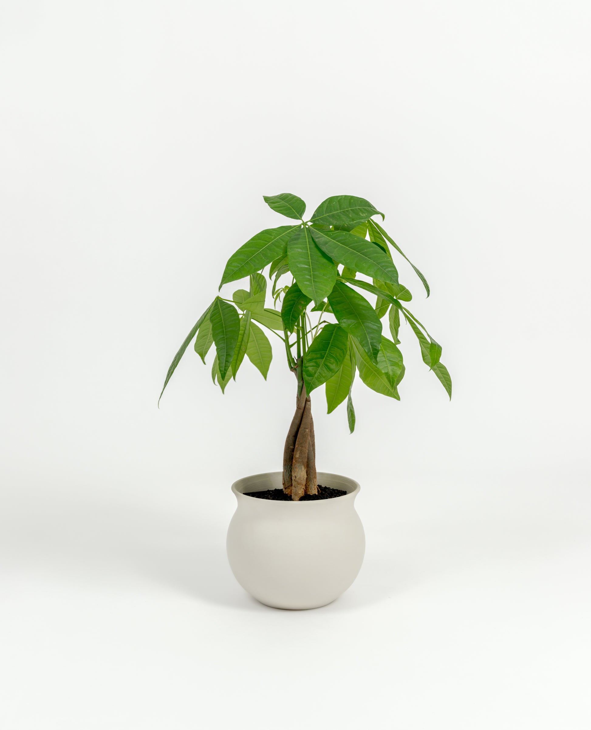 Small Pachira glabra Money Tree with fresh green leaves in premium self-watering pot